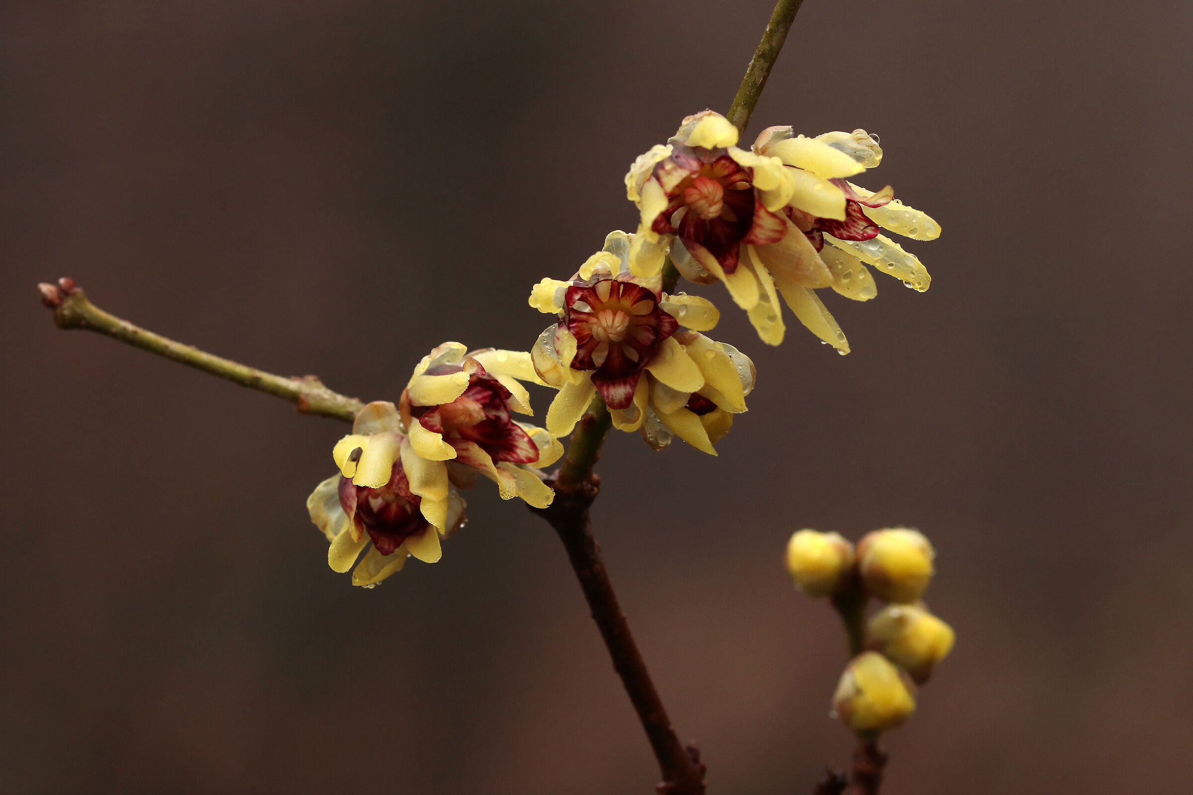 Calicanto of my forest