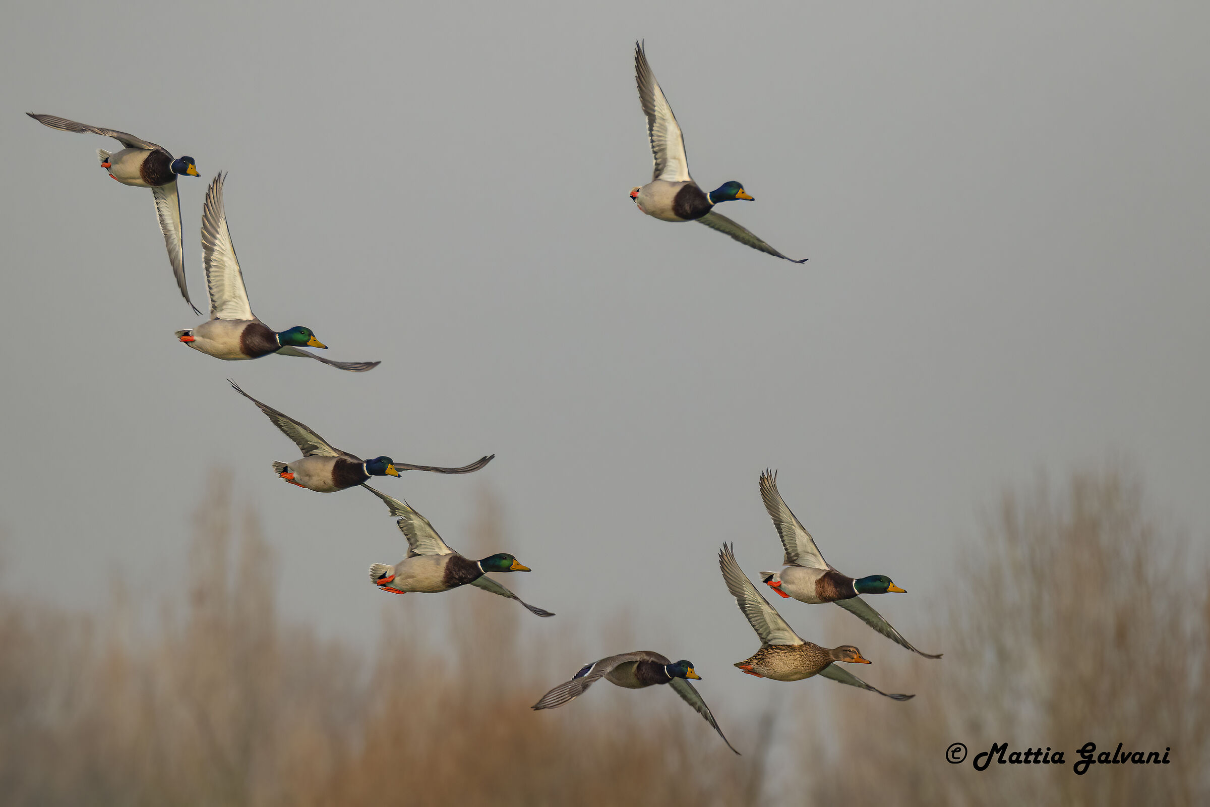 Germani in formazione