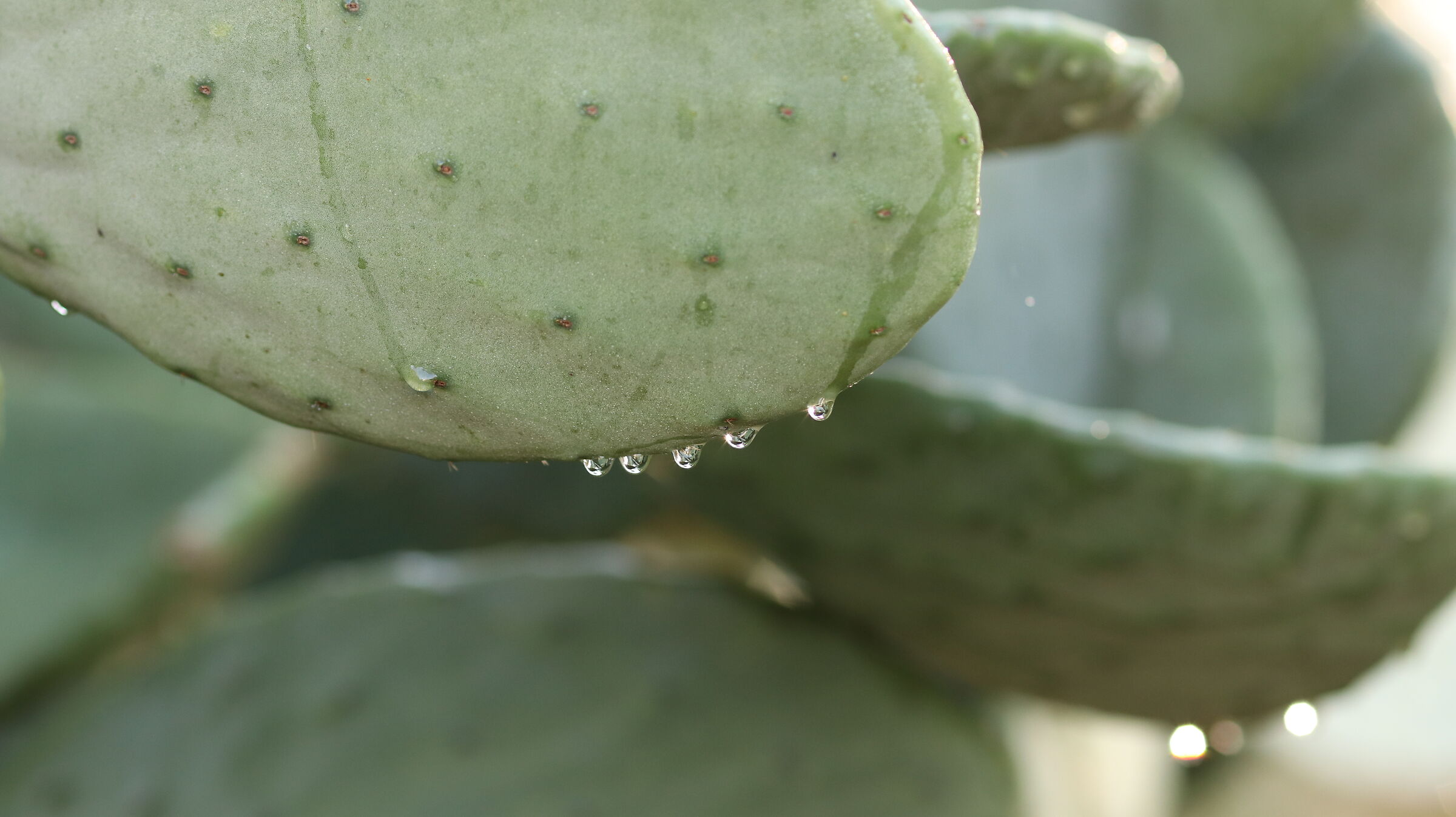 " Crop 216 ", Canon 135 F. 2 L usm, 80 D