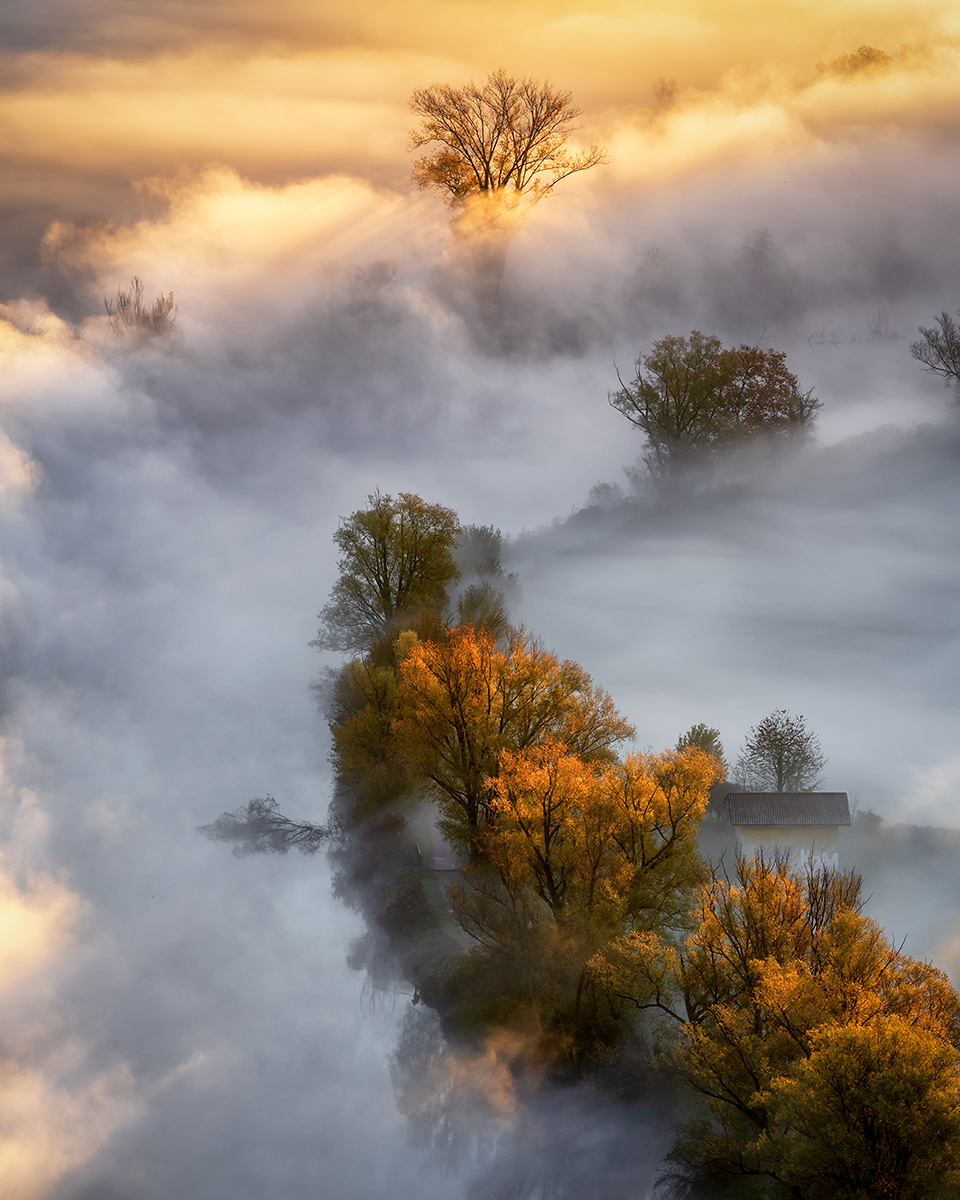 Foliage of sea bream