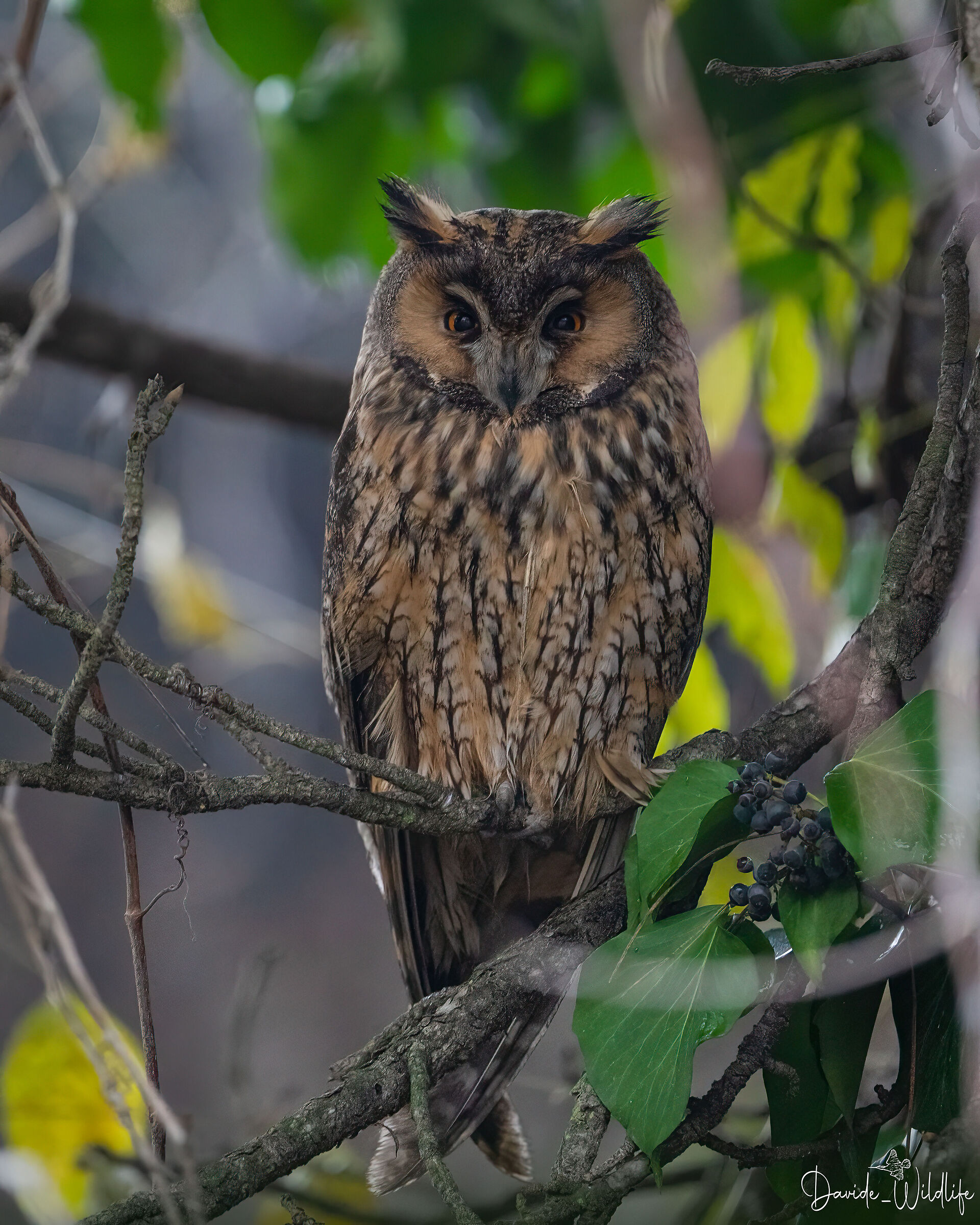 long-eared owl