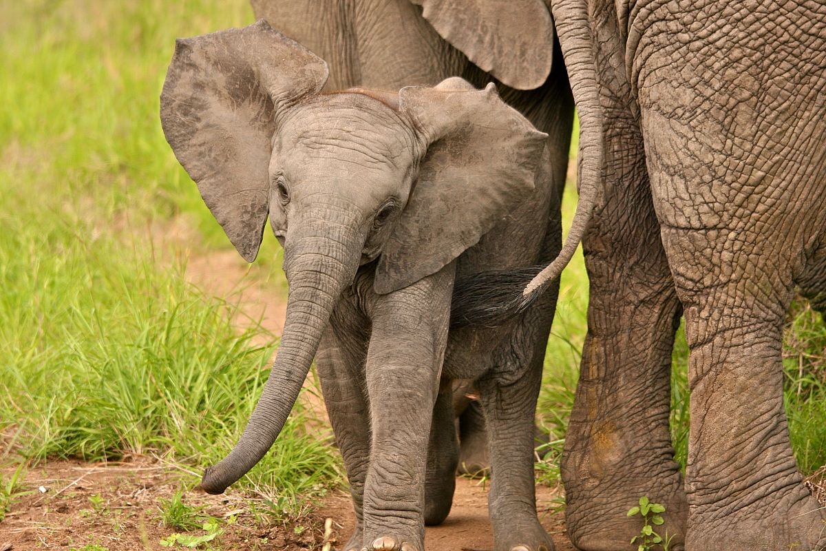 i piccoli dei grandi