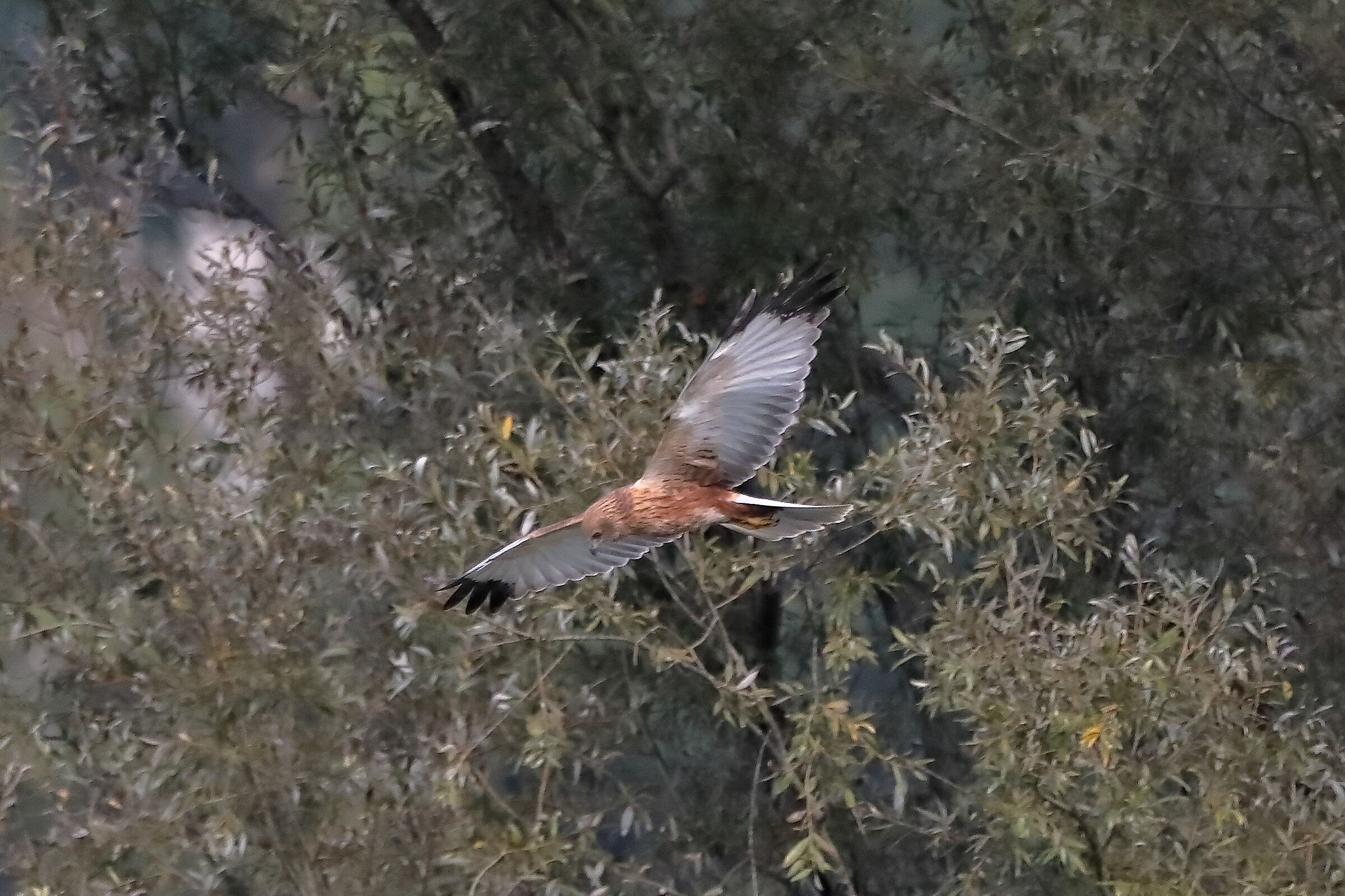 Falco di palude 12-10-2022