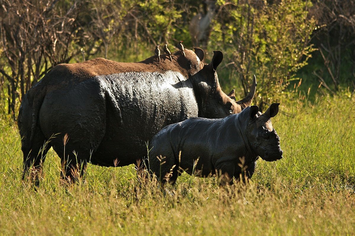 spa...facciamo i fanghi