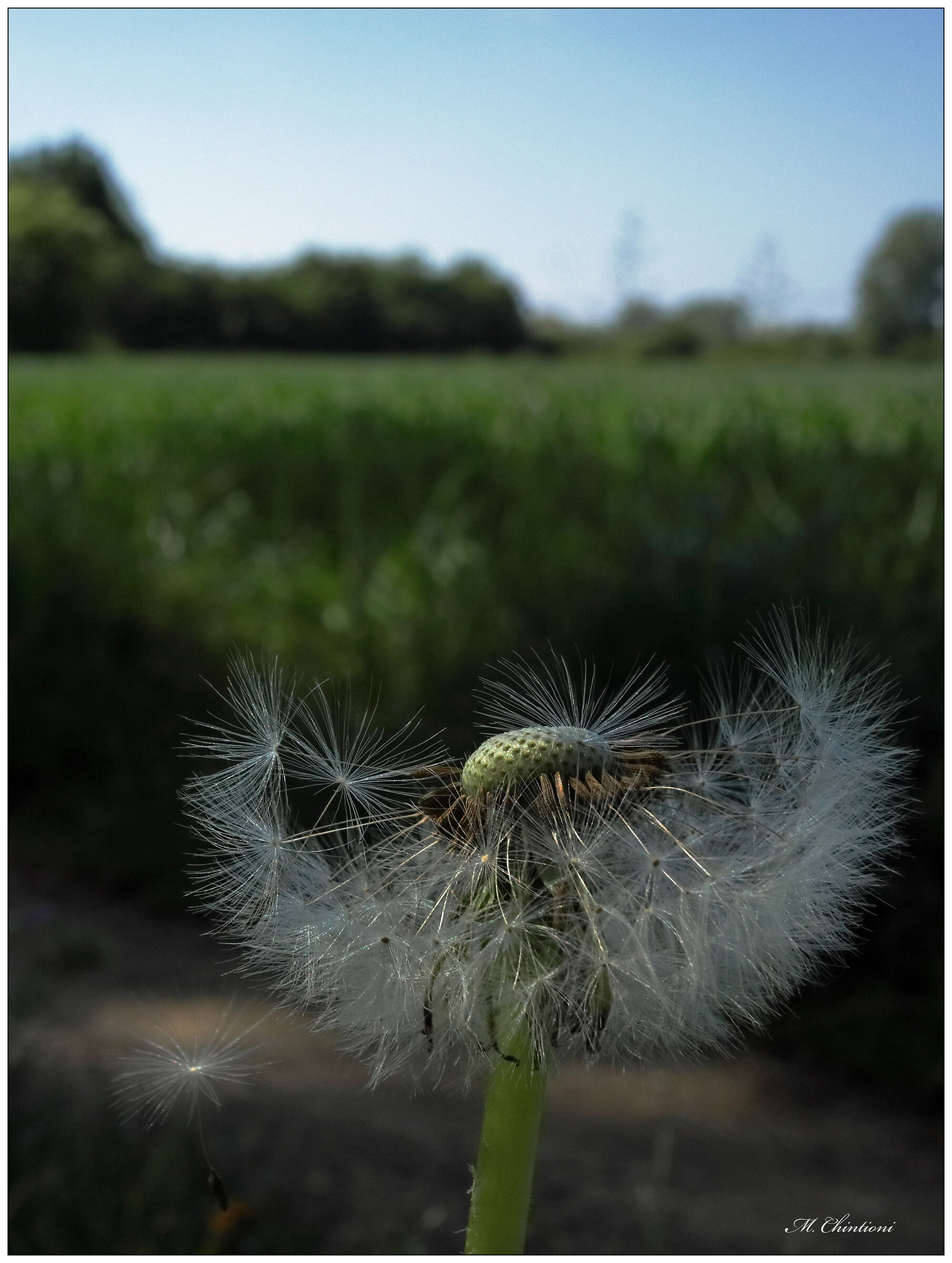 Dandelion