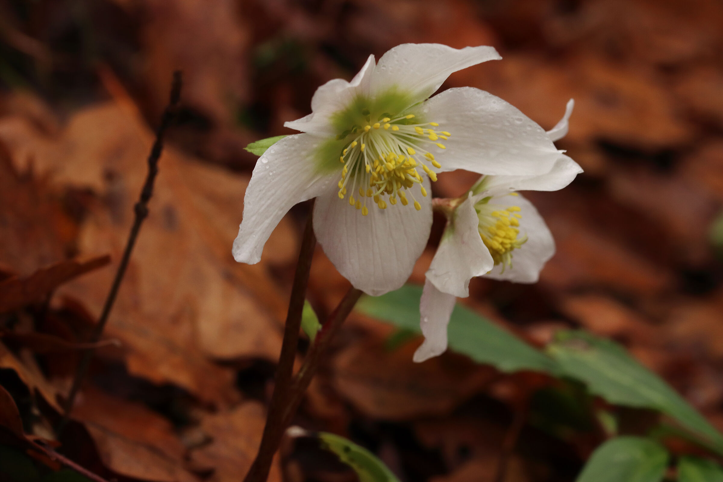 In the woods an explosion of hellebores