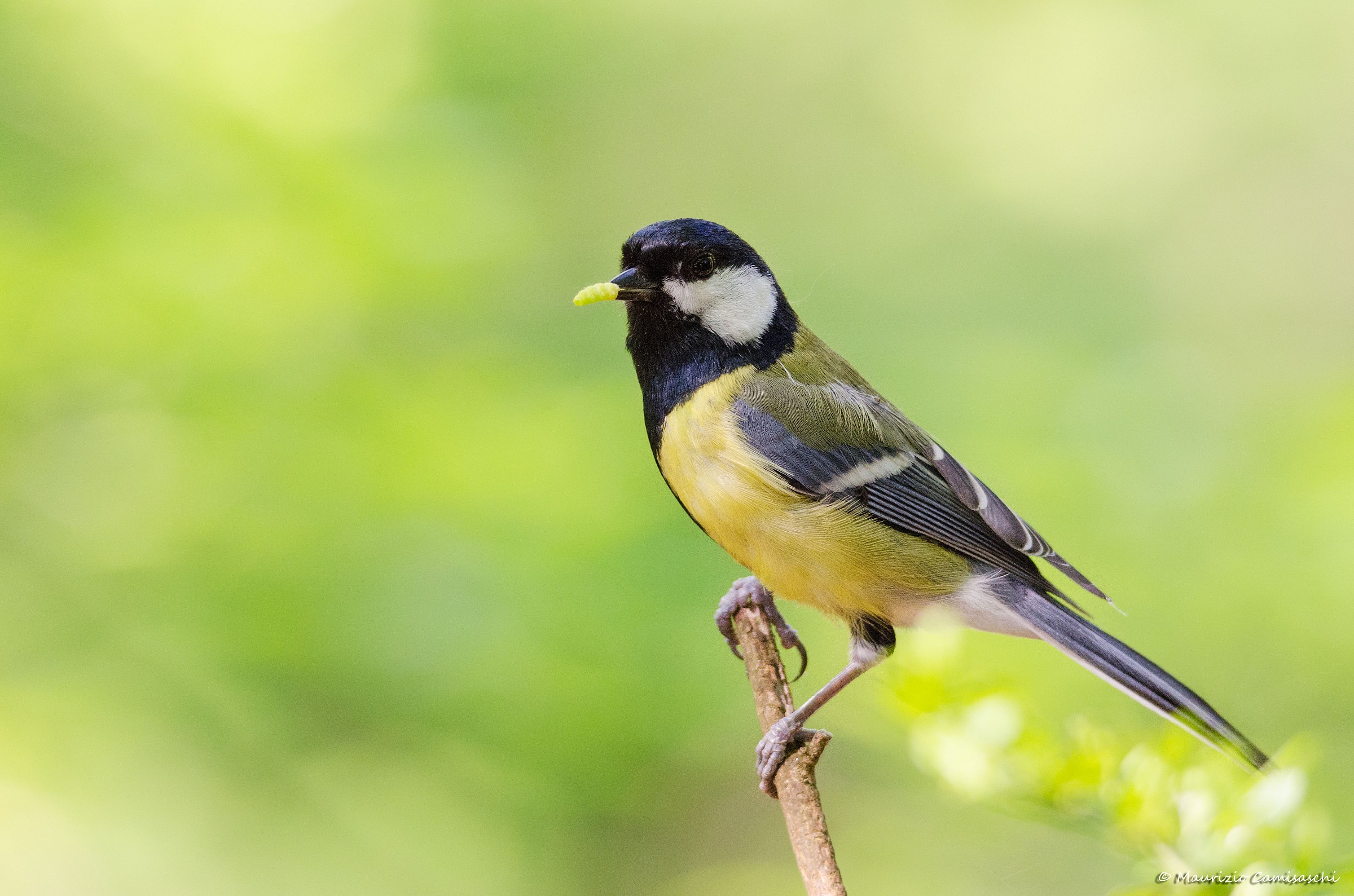 Great Tit
