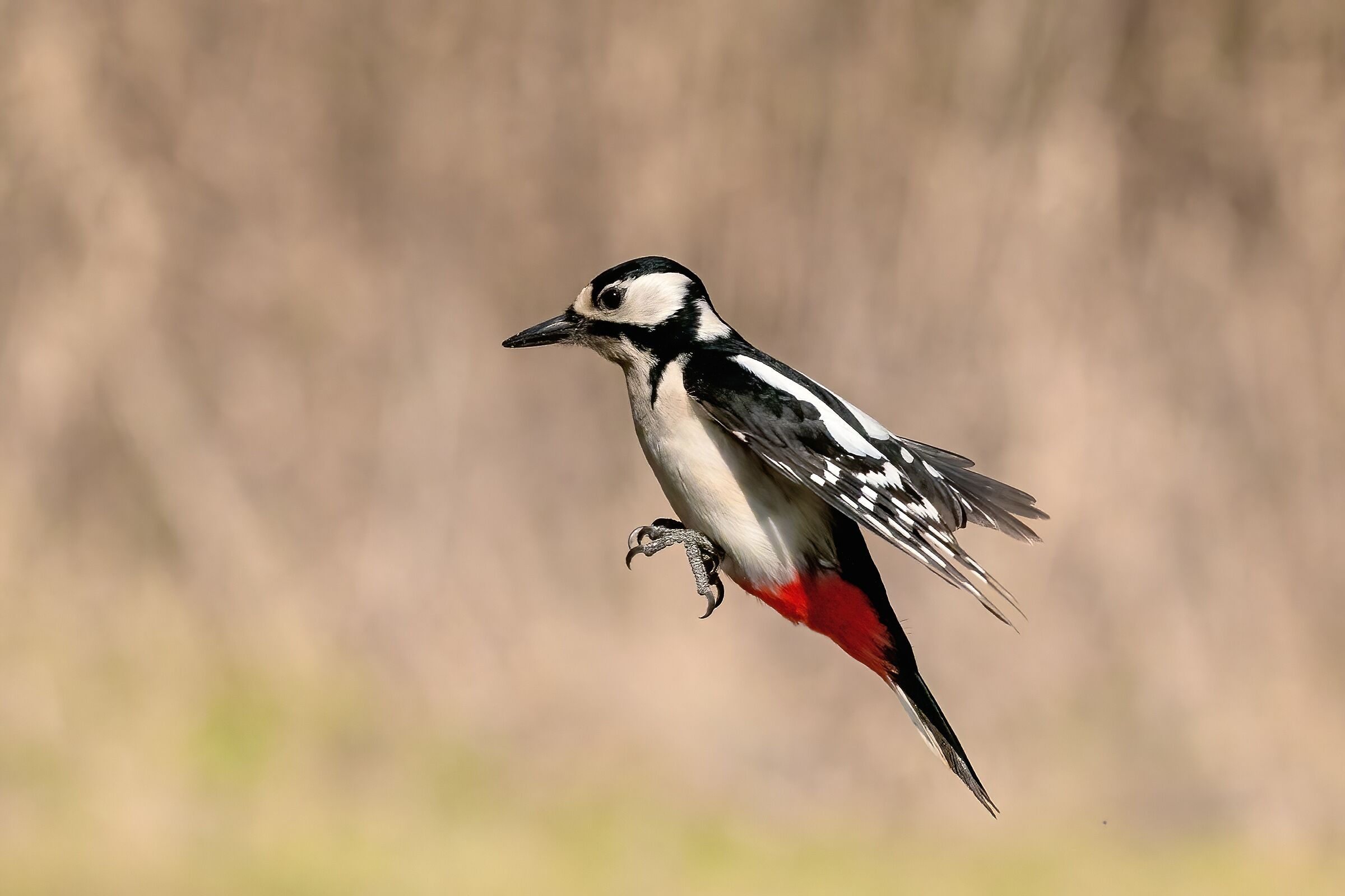 Picchio rosso maggiore (Dendrocopos major)
