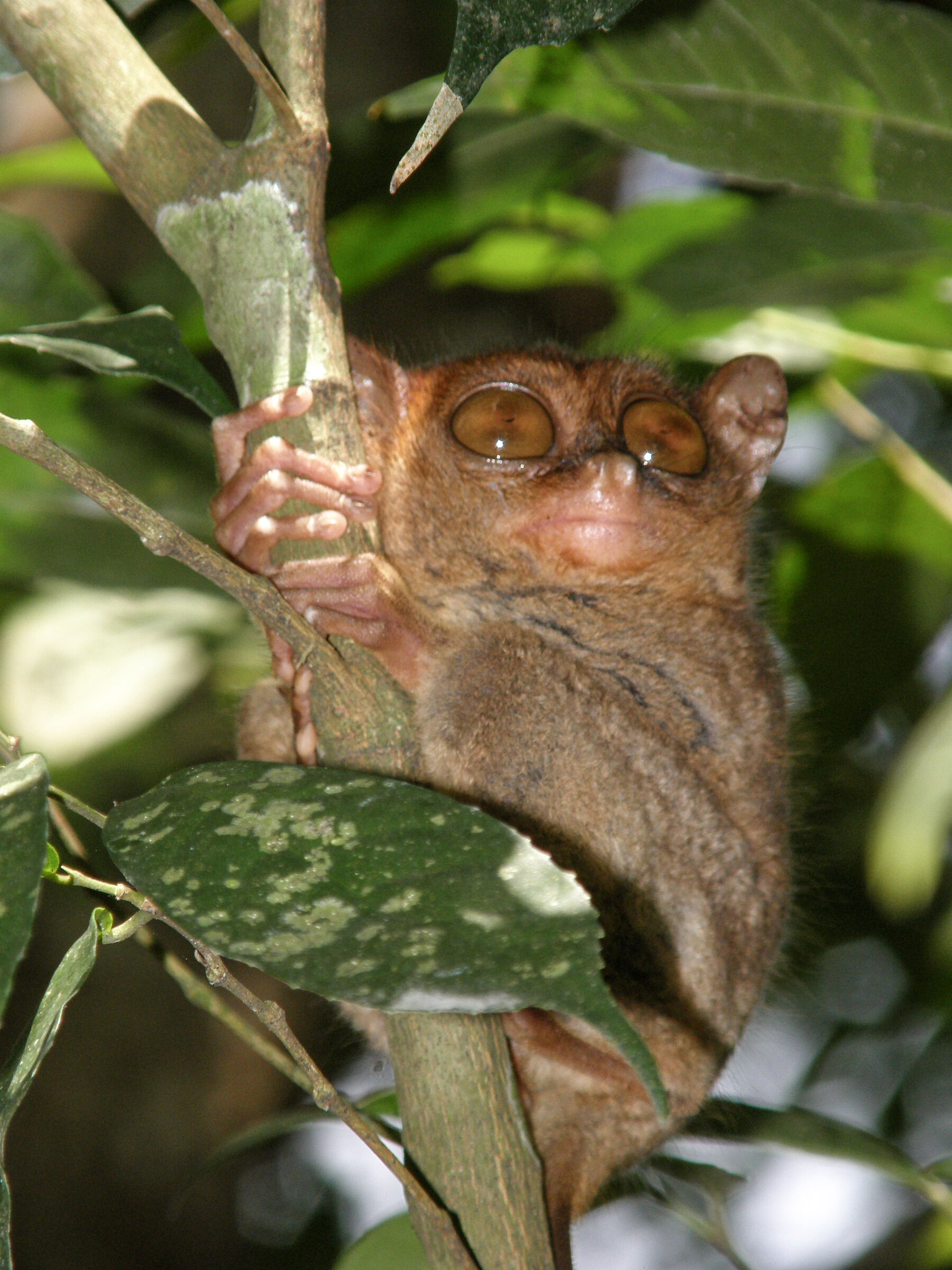 Piccolissimo e simpaticissimo