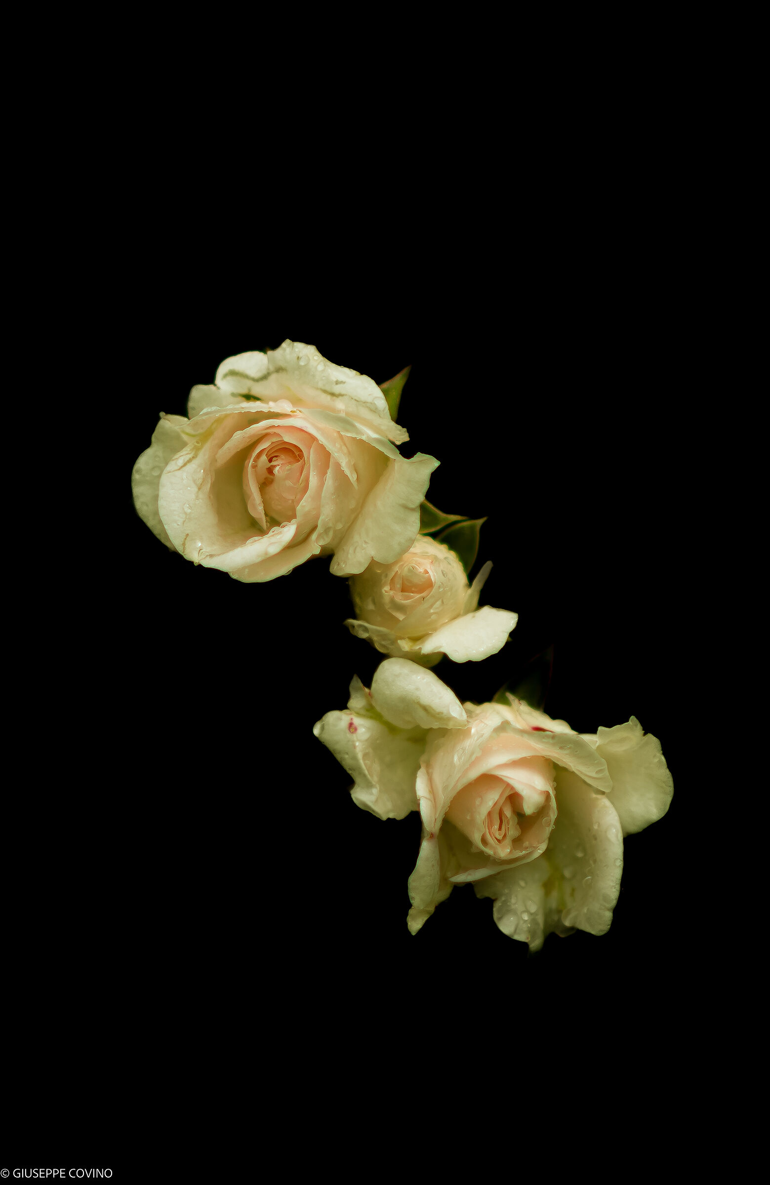 Small roses.... Vintage