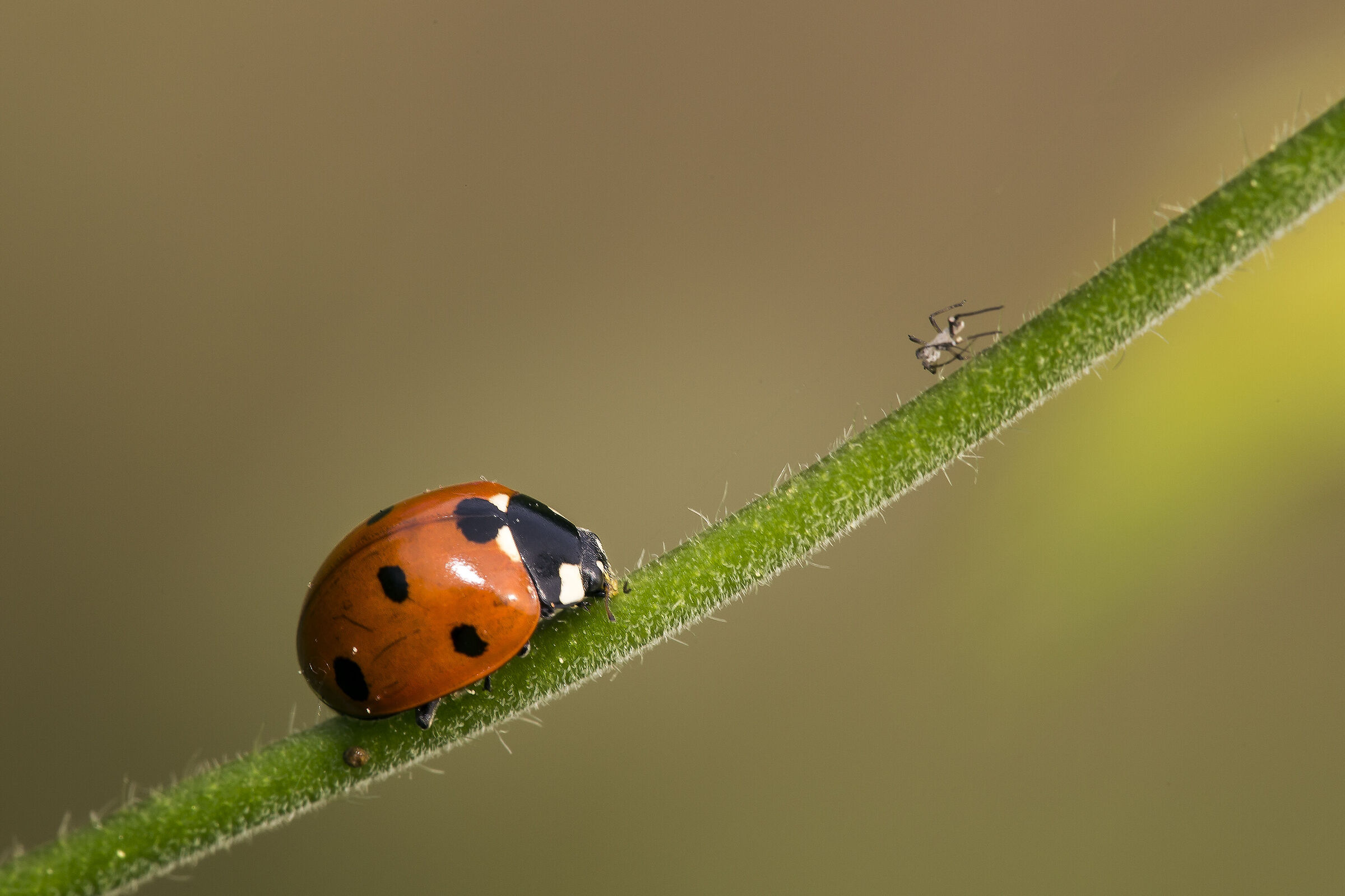 Life on a blade of grass