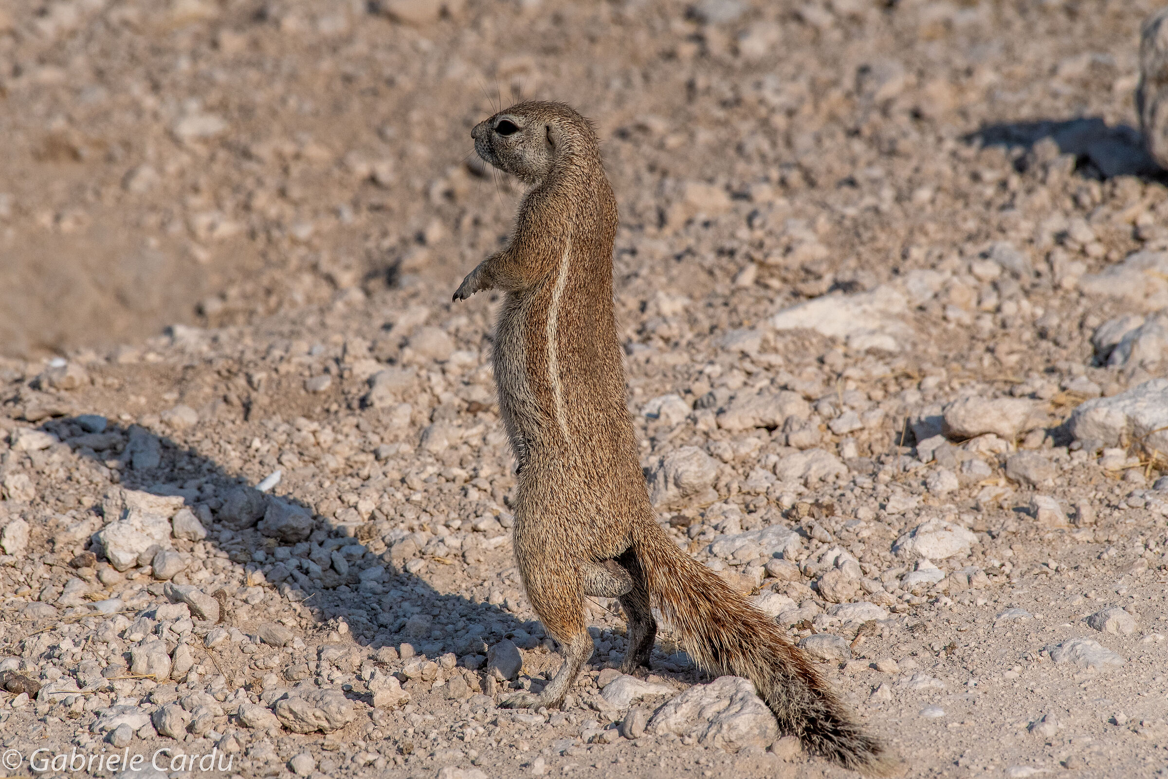 South African ground squirrel