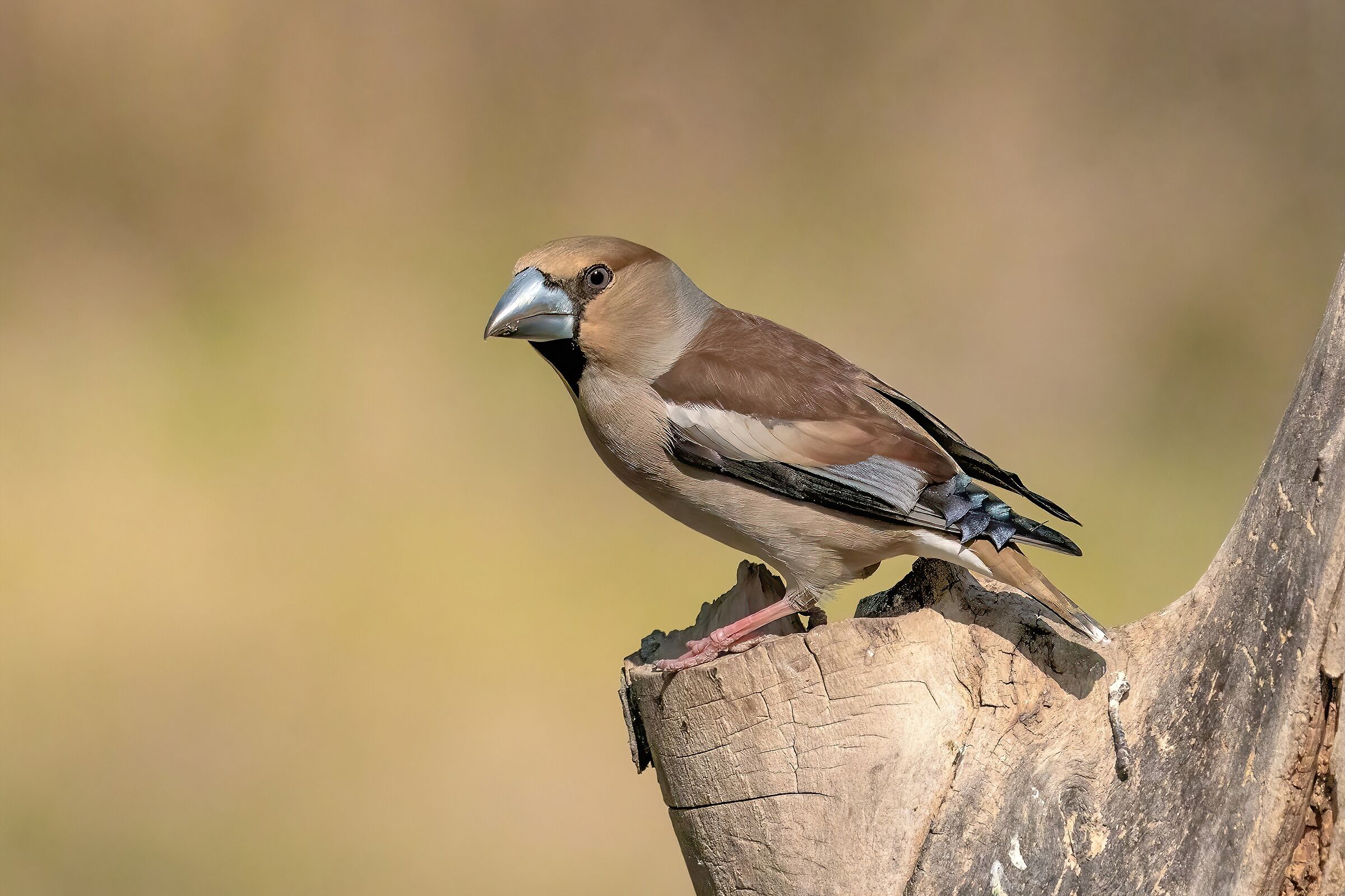 Hawfinch (Coccothraustes coccothraustes)