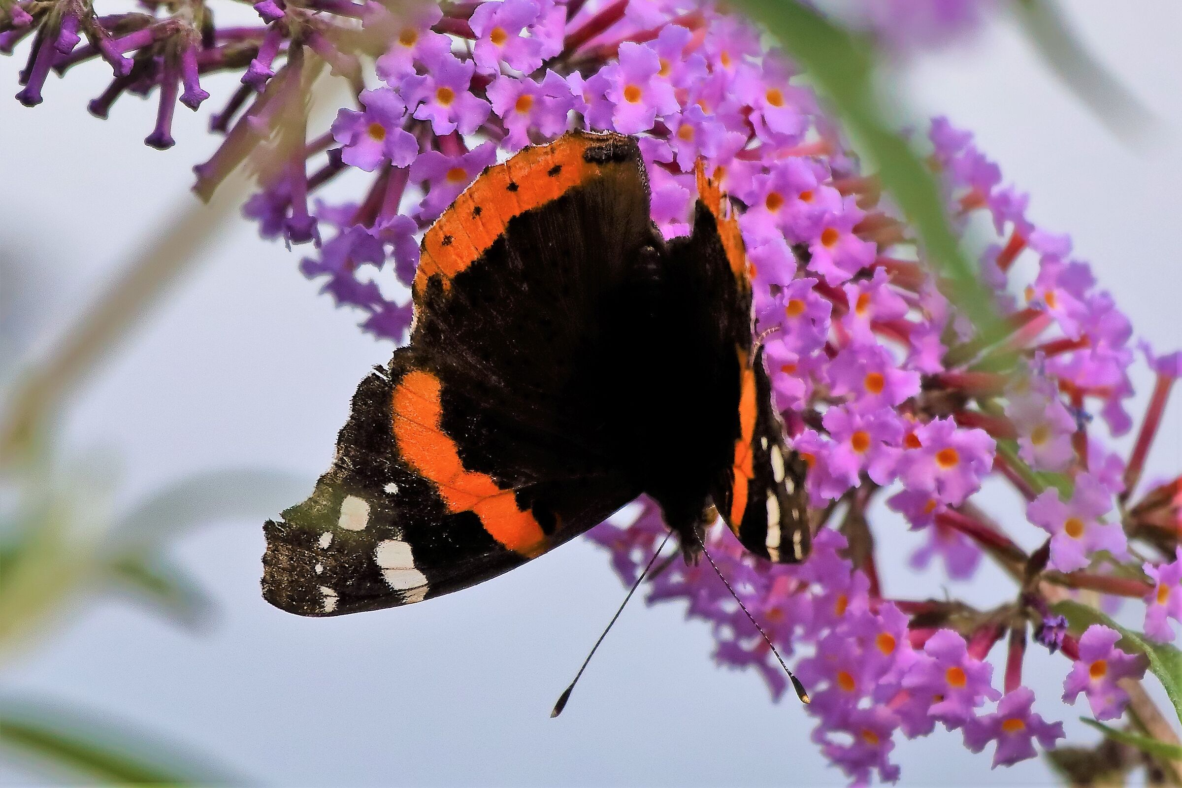 Vanessa Atalanta 12-10-2022