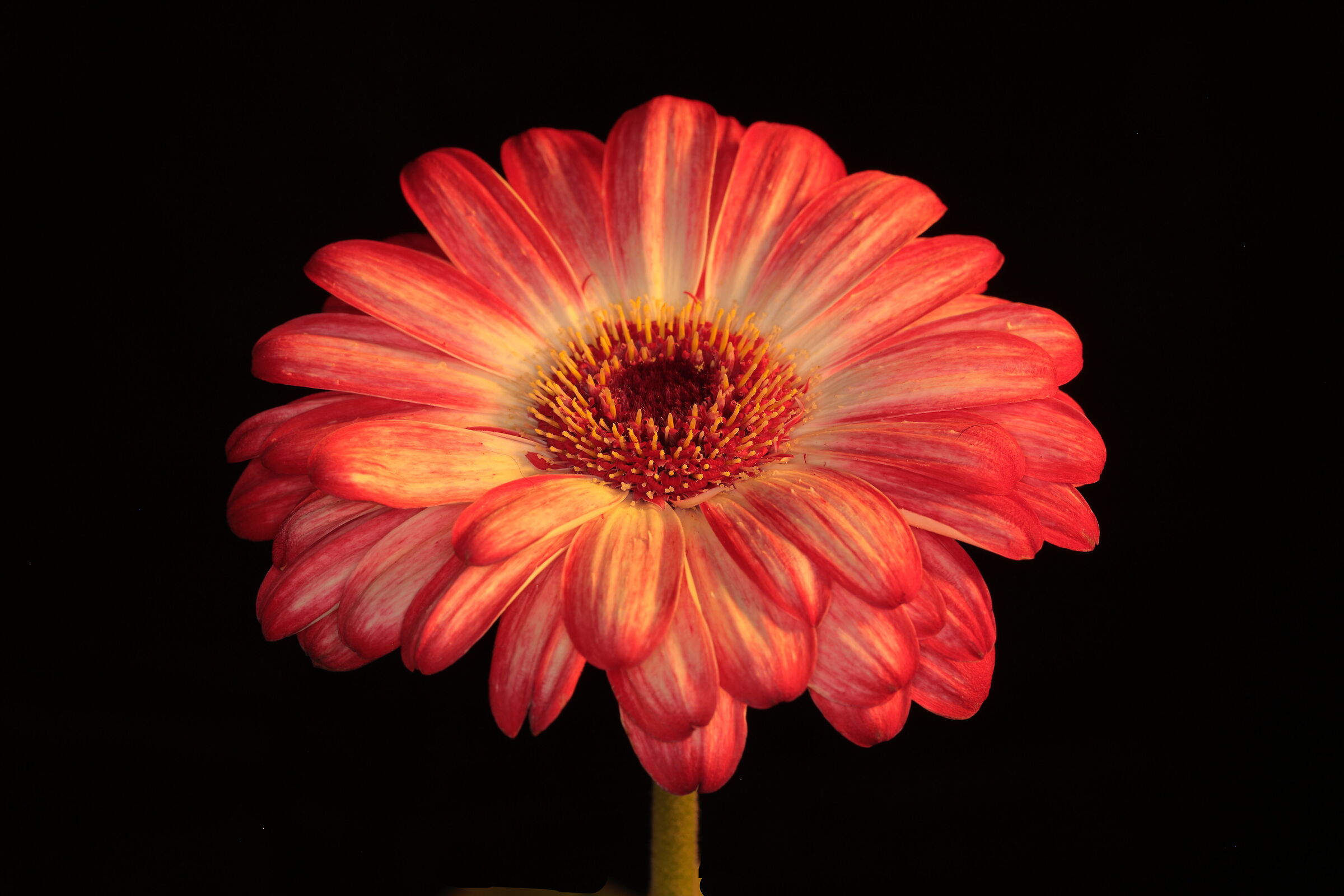 Gerbera 2023