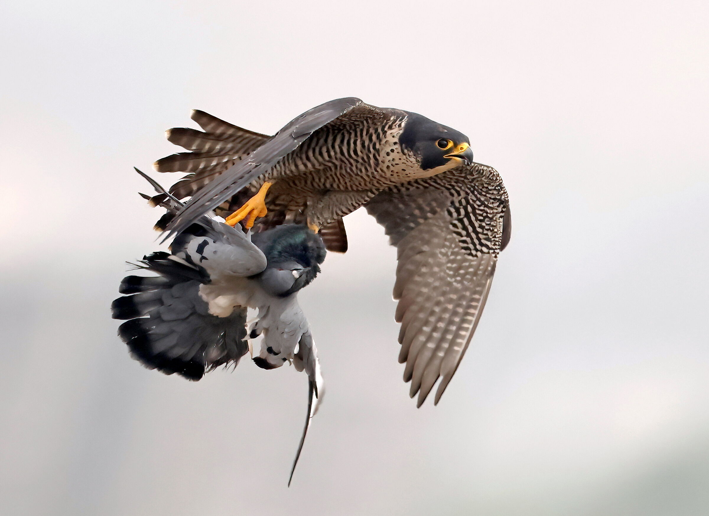 Terzuolo su torraiolo!