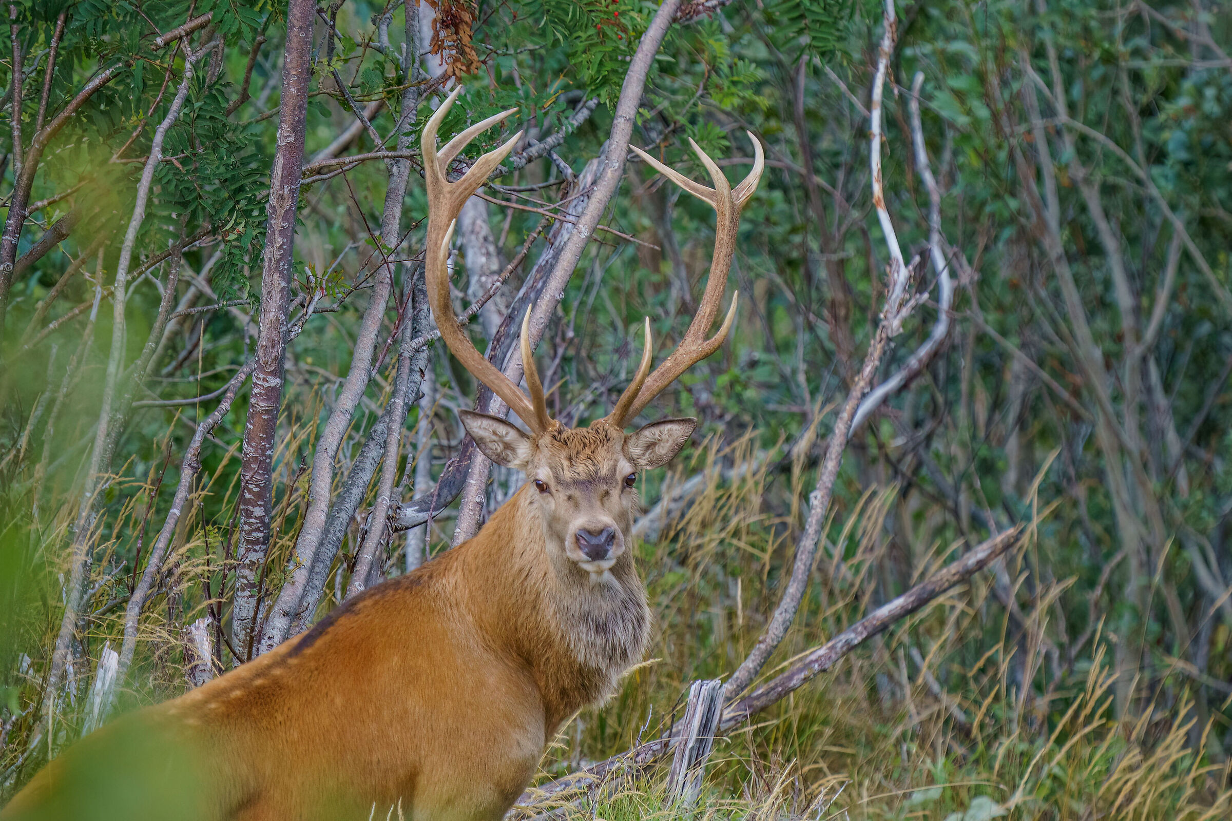 Deer in Val Resia