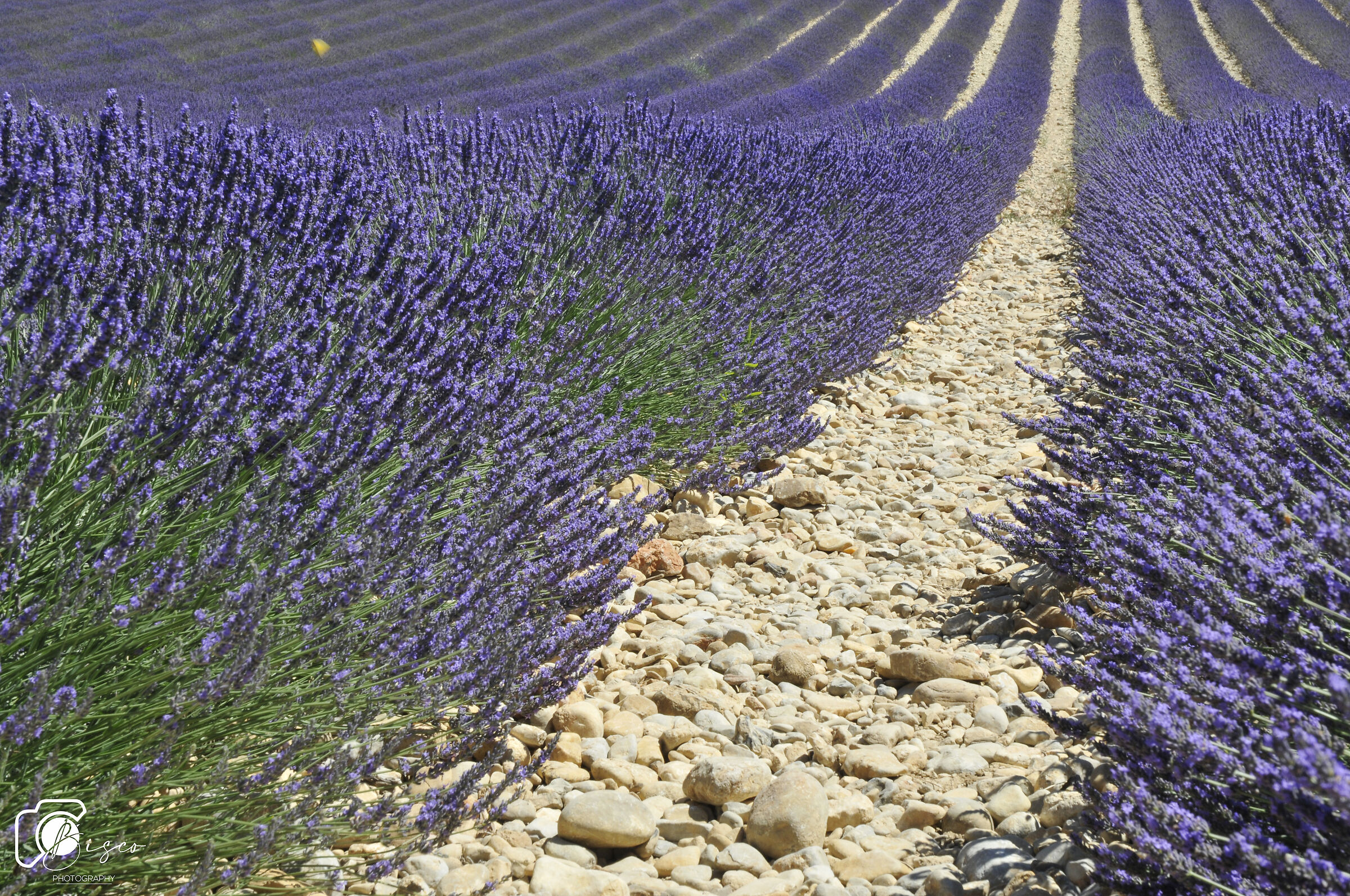 Valensole - Francia  Campi immensi di Lavanda