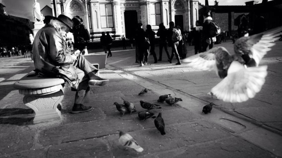 pigeons