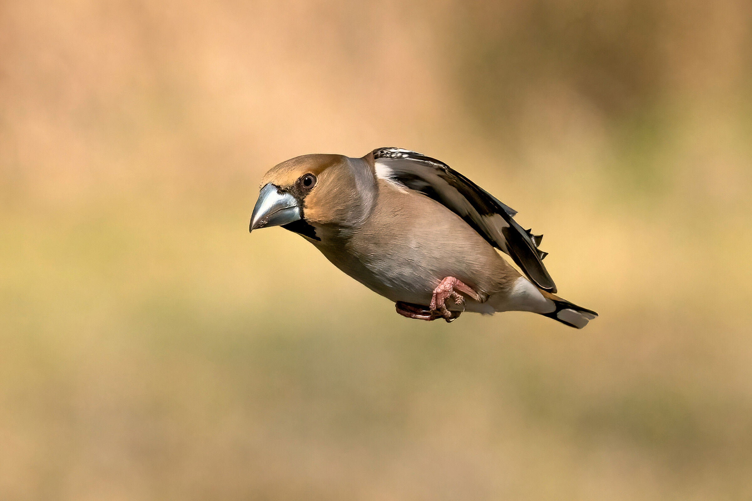 Hawfinch (Coccothraustes coccothraustes)