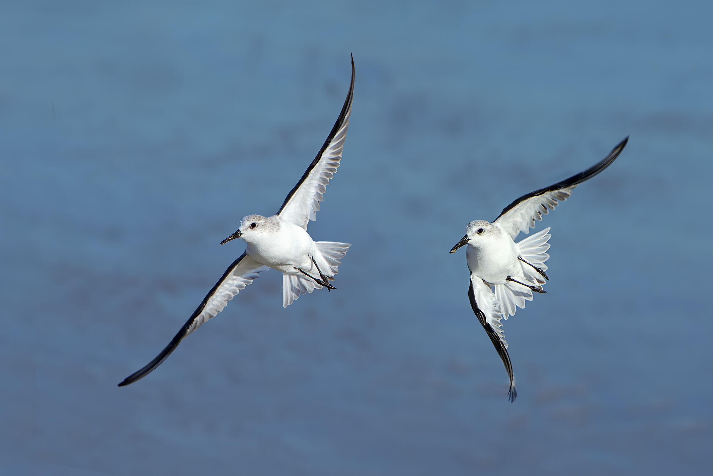 Three-toed sandpipers