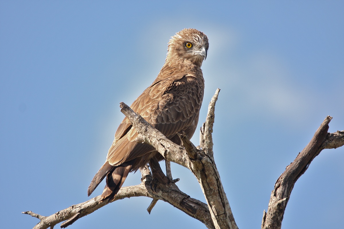 Brown Snake Eagle