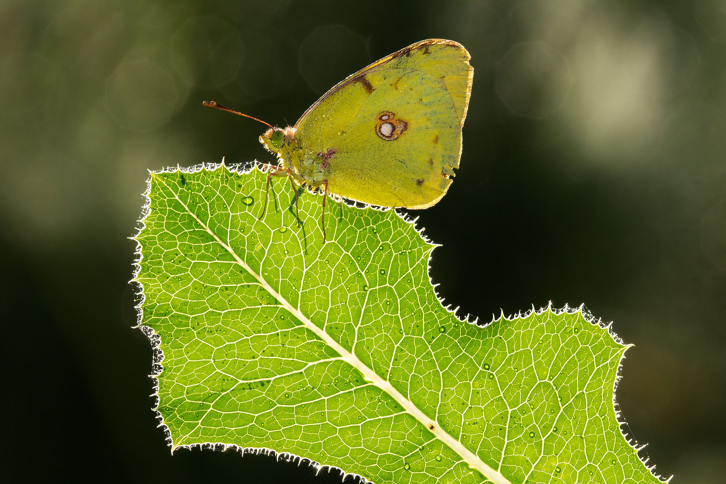 Colias crocea