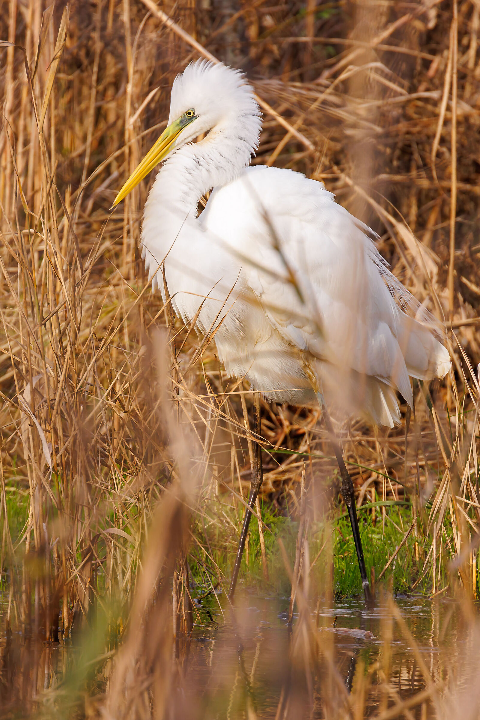 Great White Heron