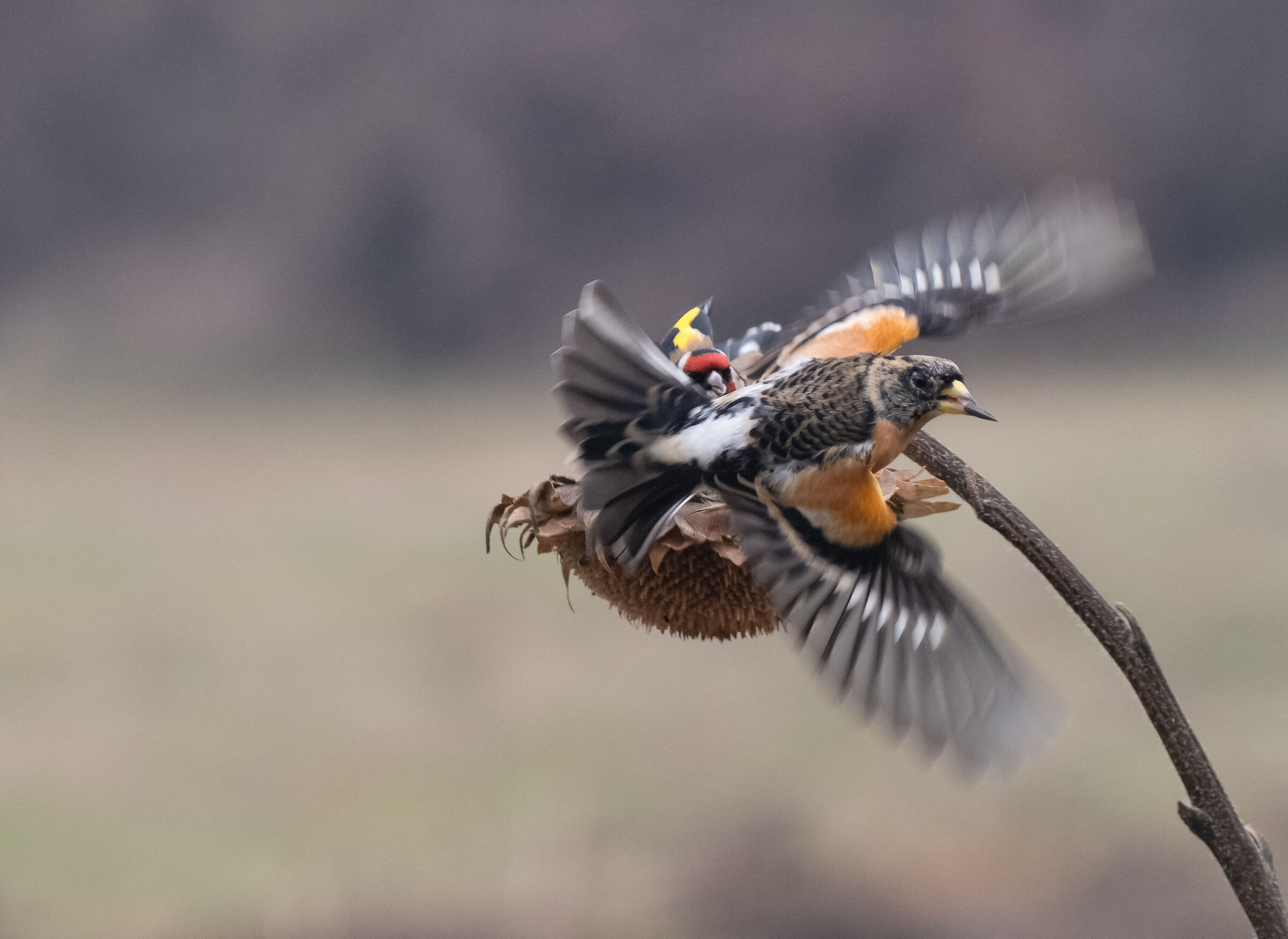 Goldfinch vs Peppola