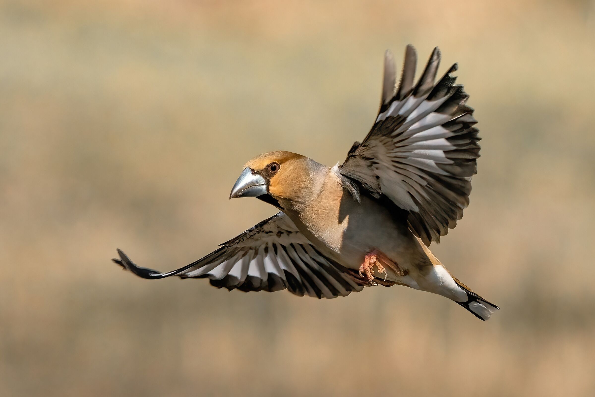 Hawfinch (Coccothraustes coccothraustes)