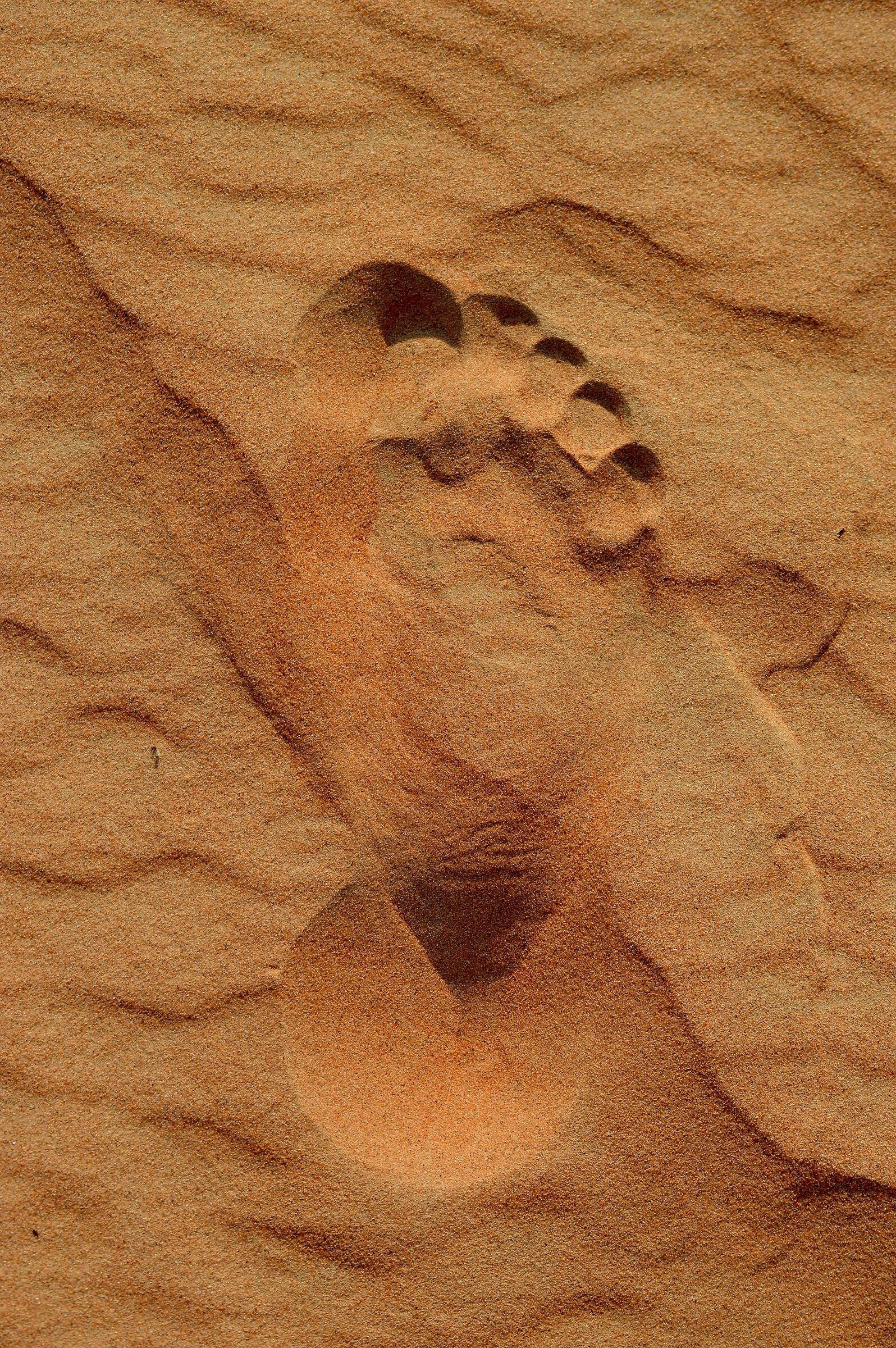 Man's first footprint on the dune...