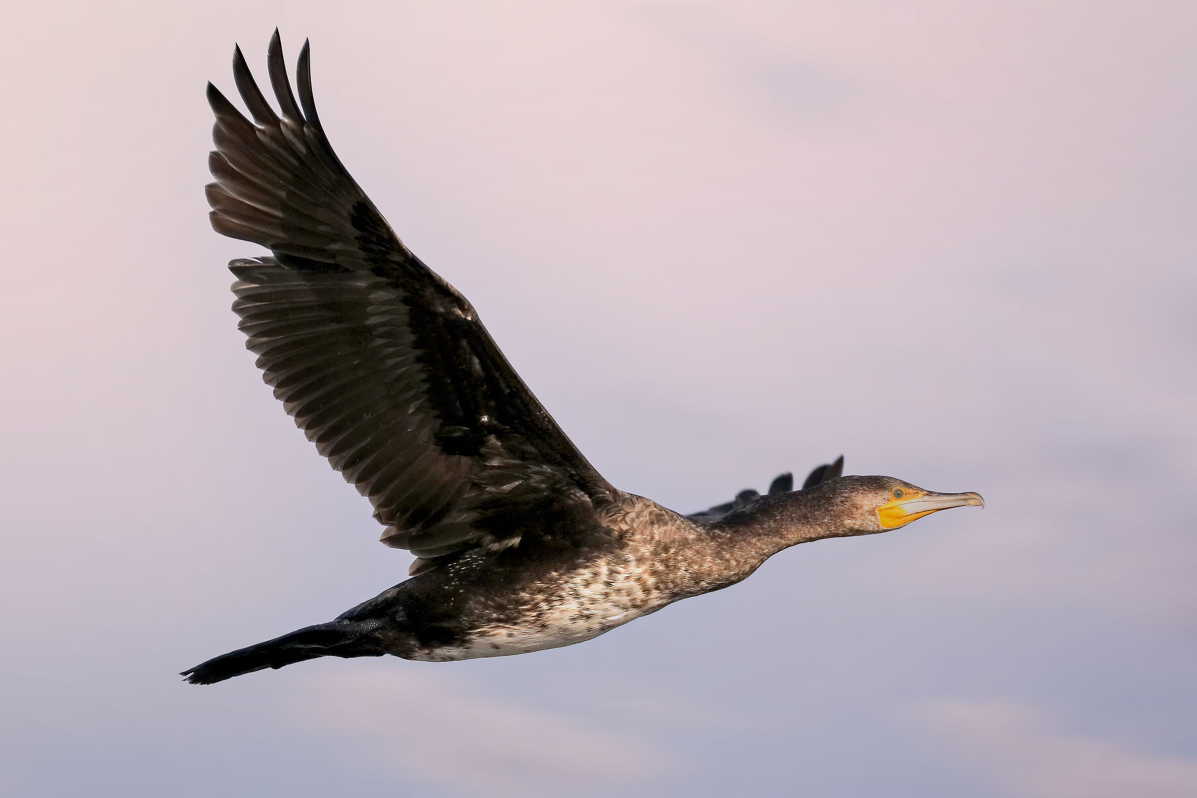 Cormorant