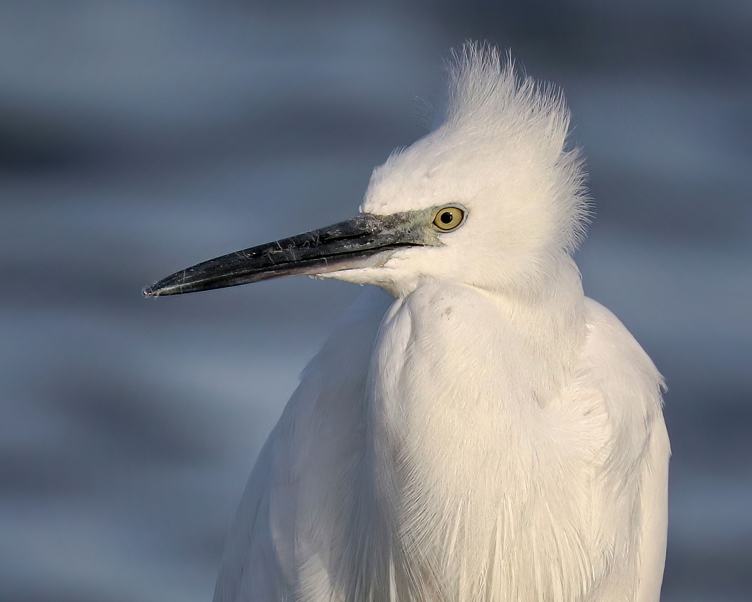 Egret