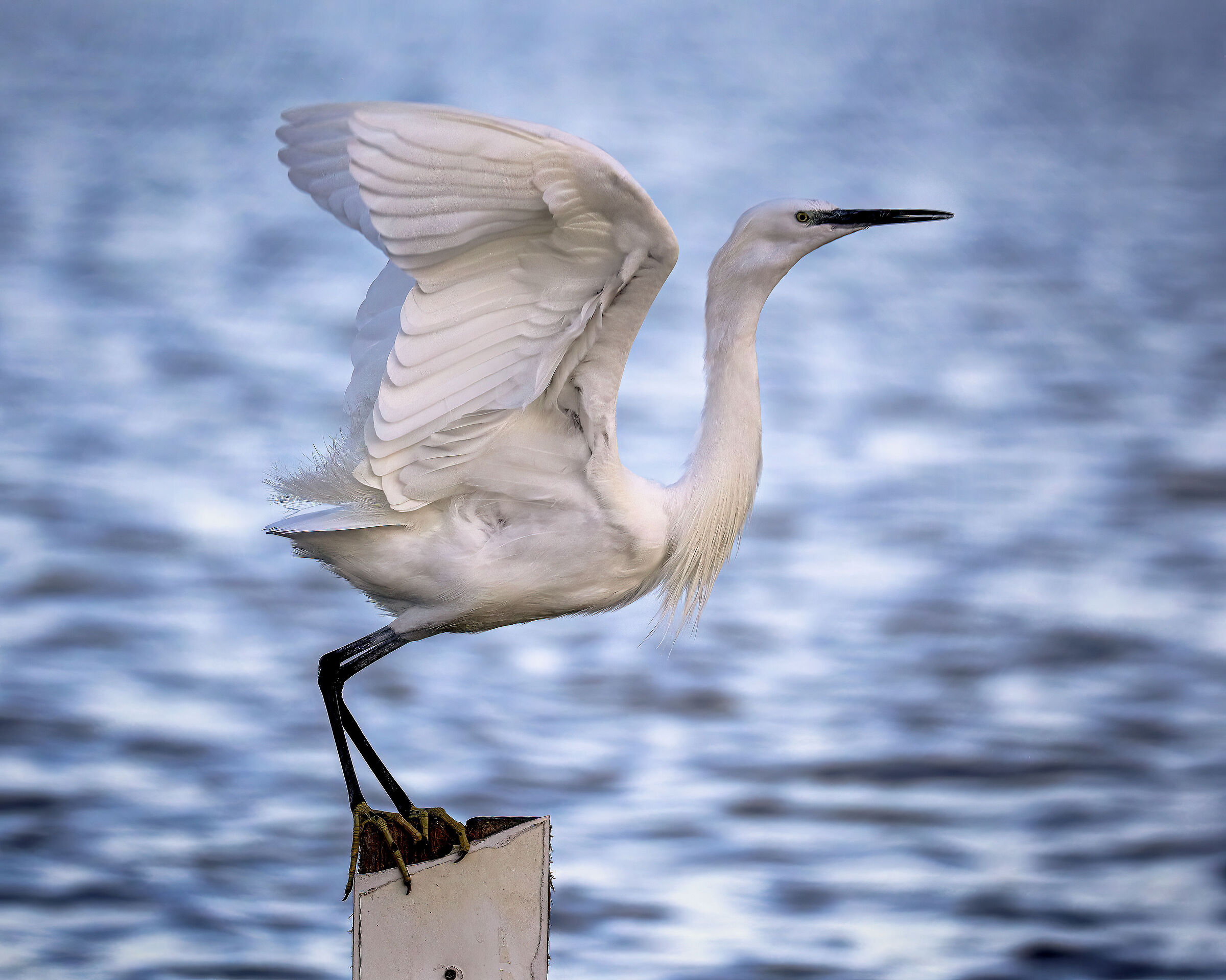 Egret