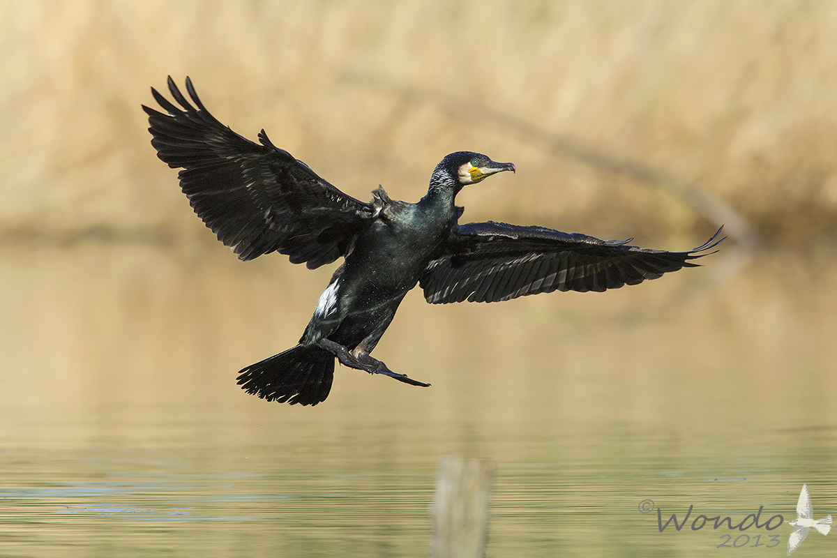 cormorano in volo