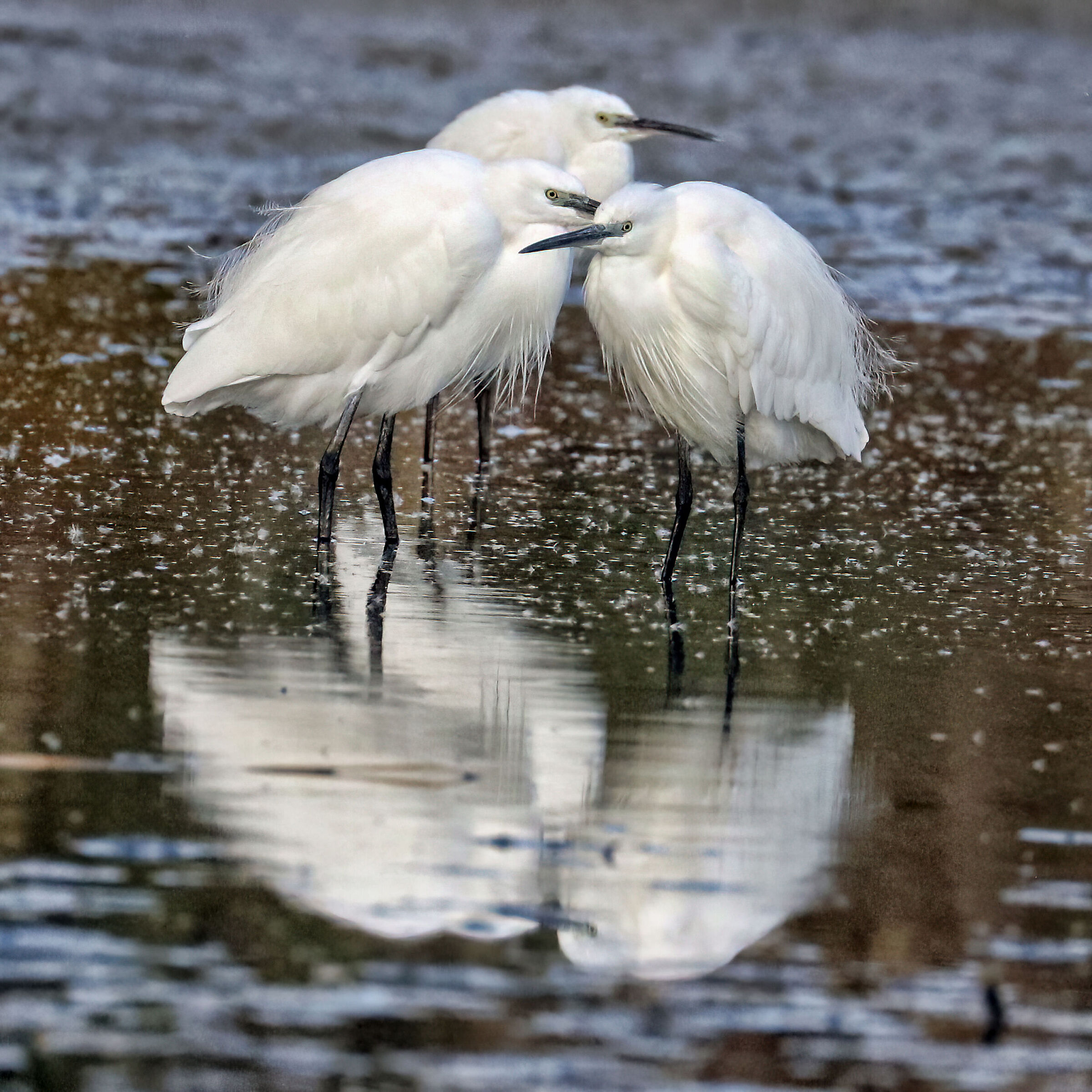 Egrets