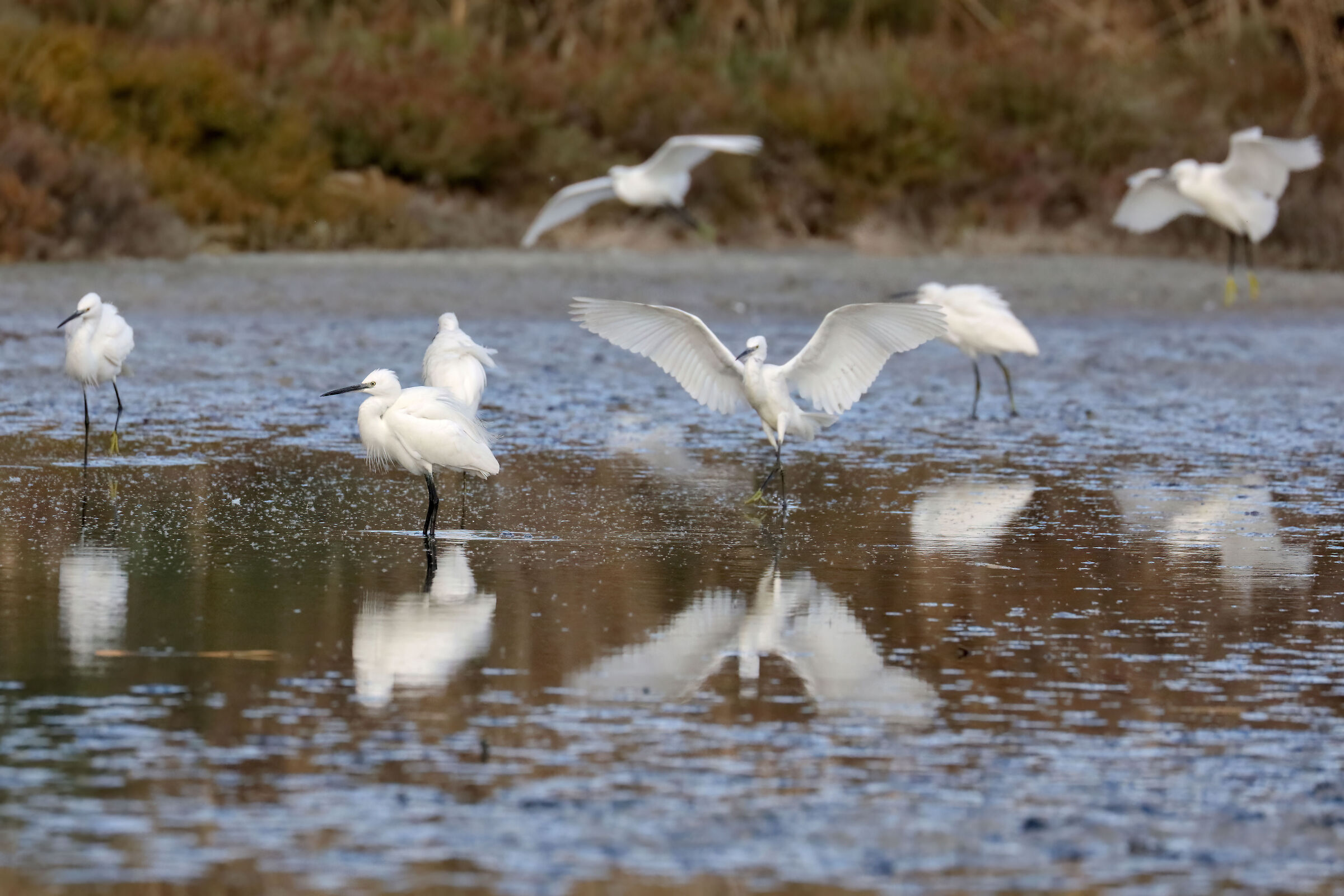 Egrets