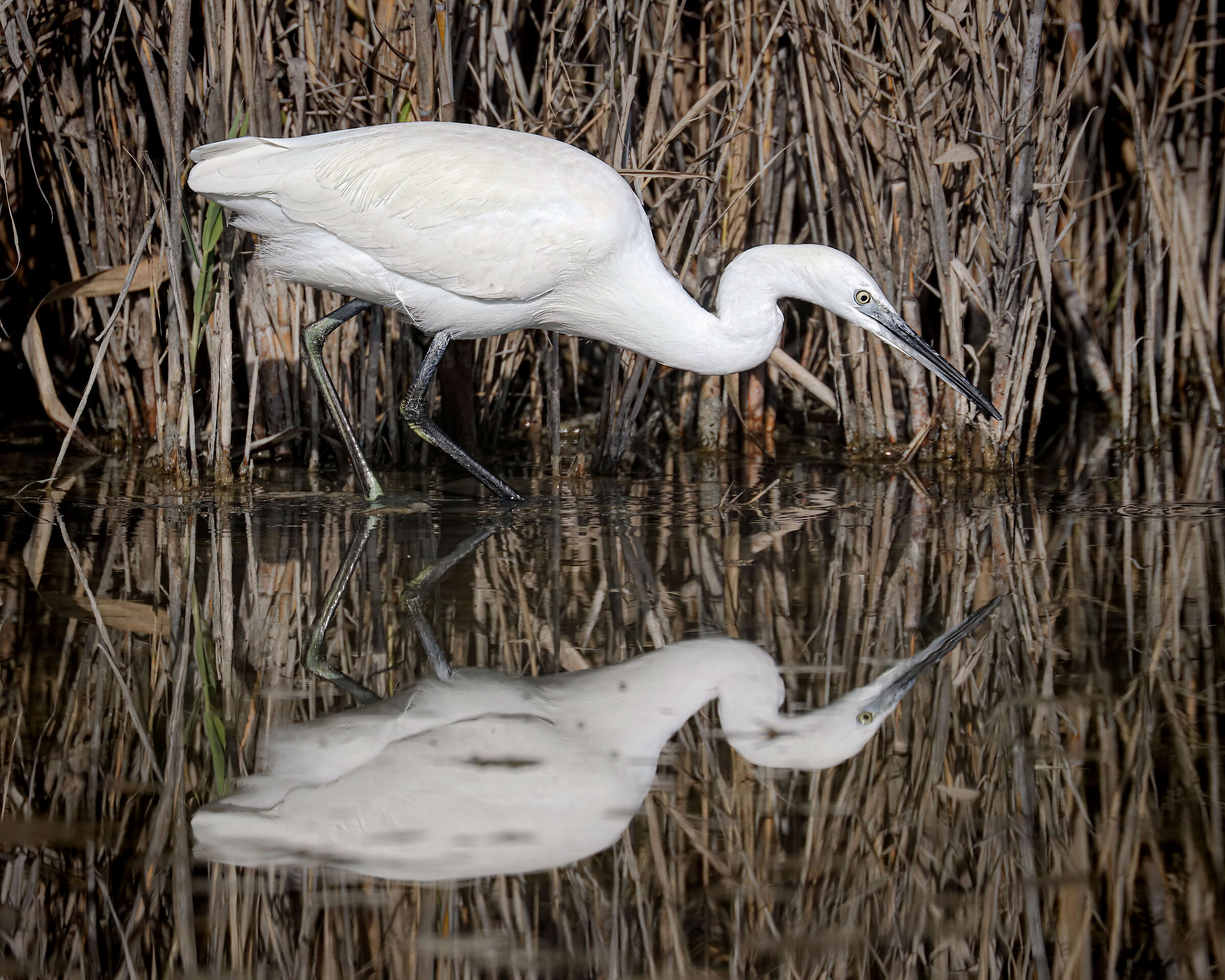 Egret