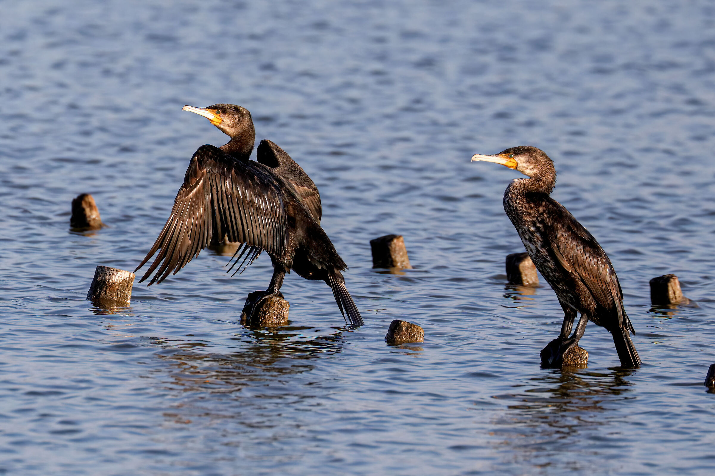 Cormorants