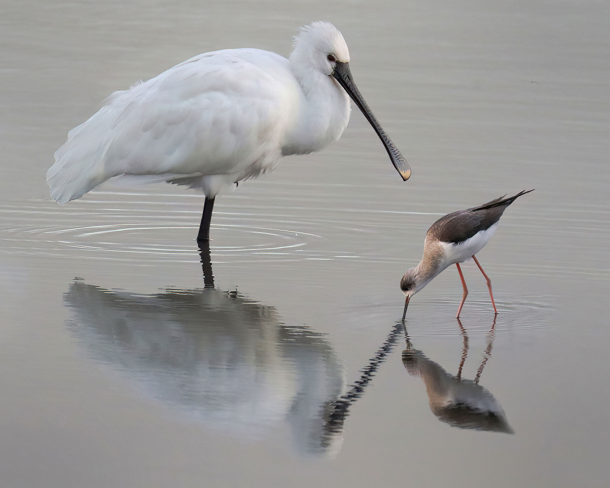 Spatula with Knight of Italy