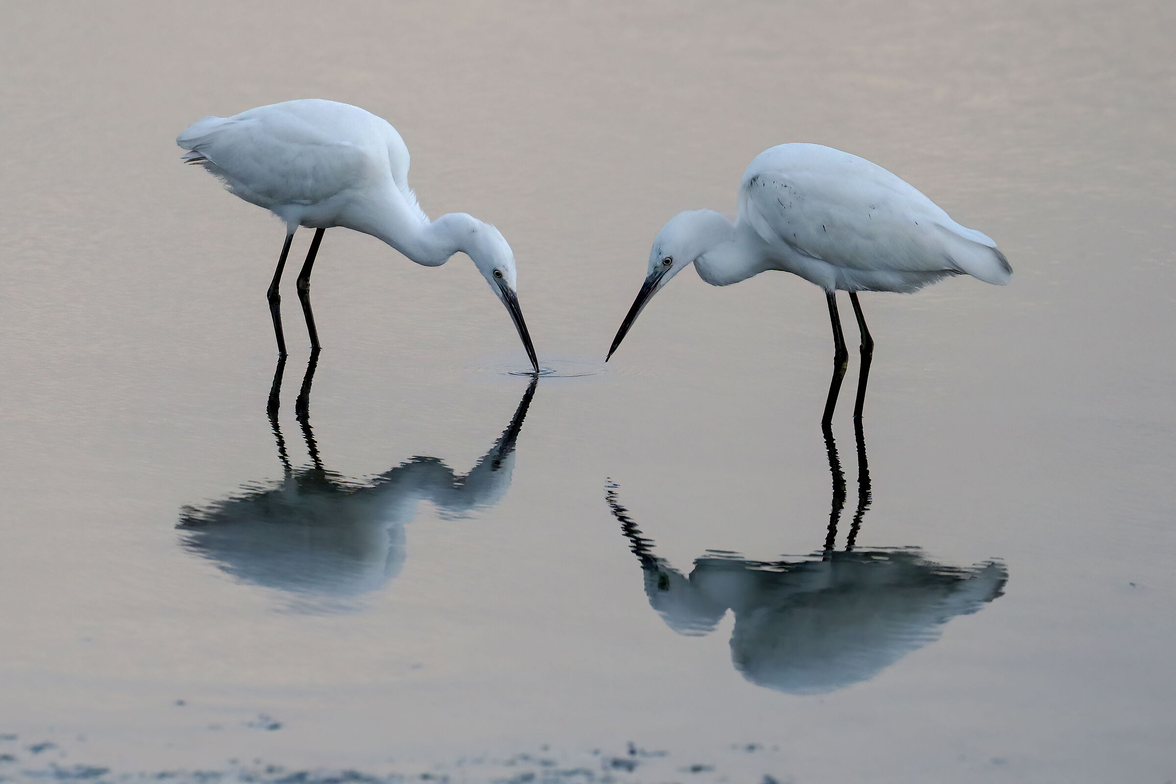 Egrets