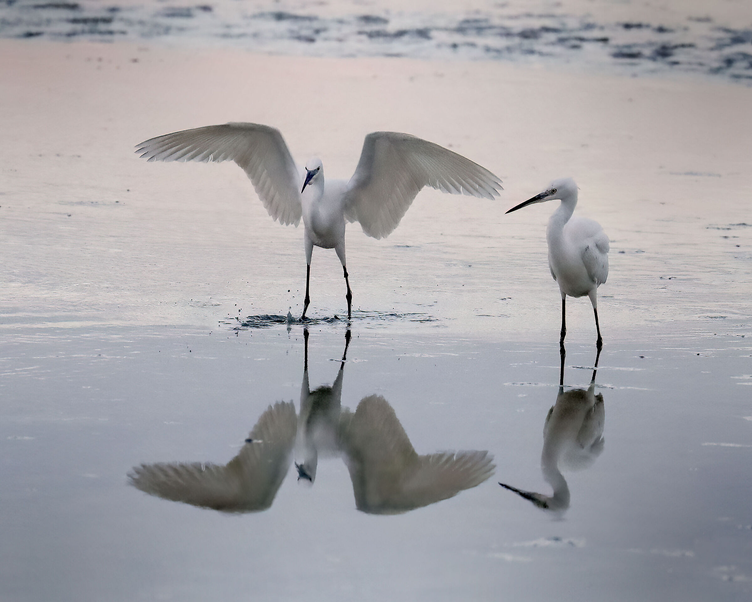 Egrets