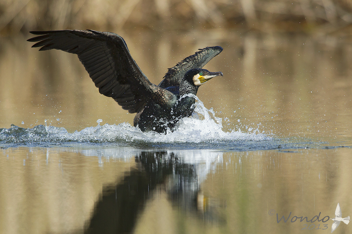 cormorant landing