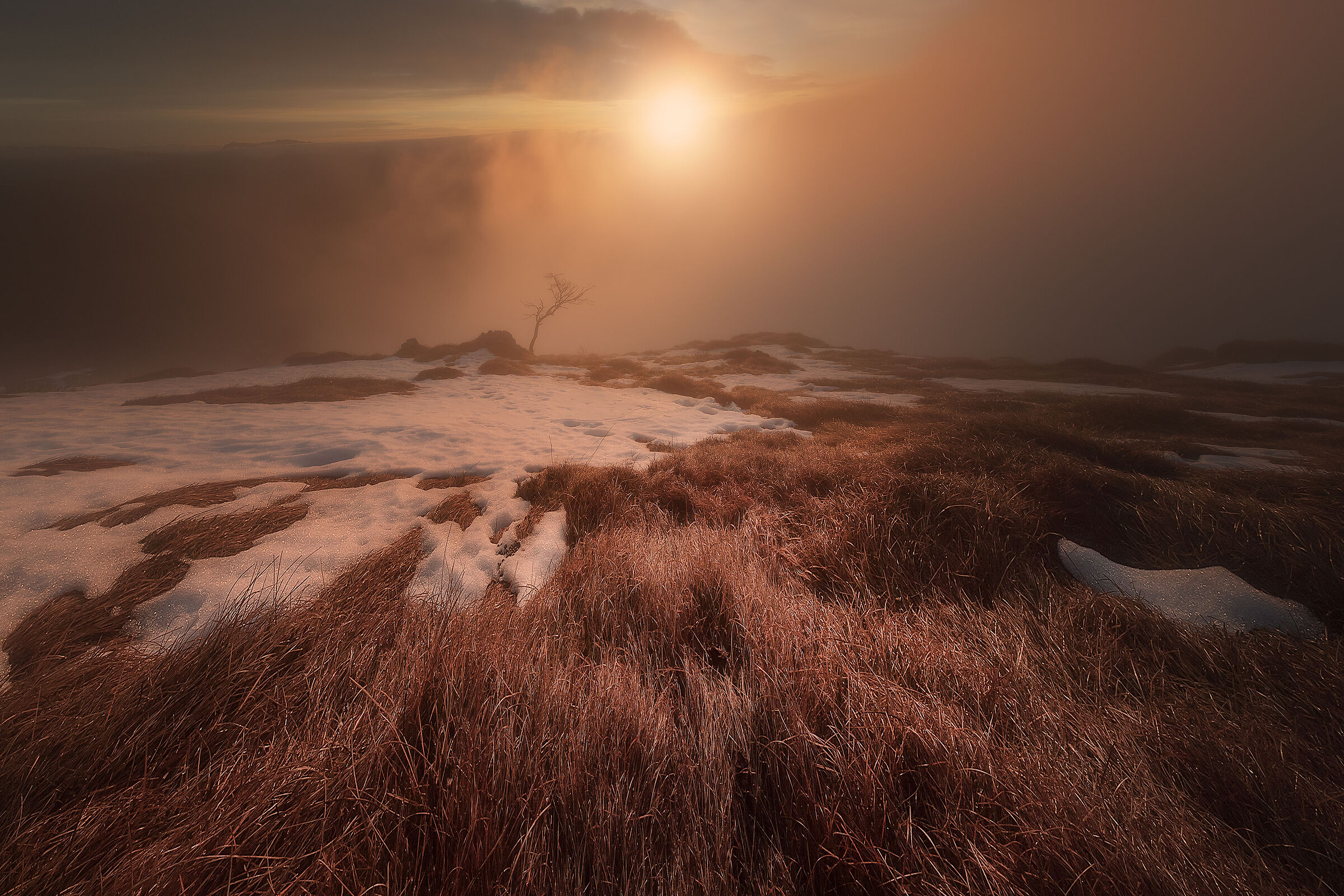 Dialogue between a birch and the sun