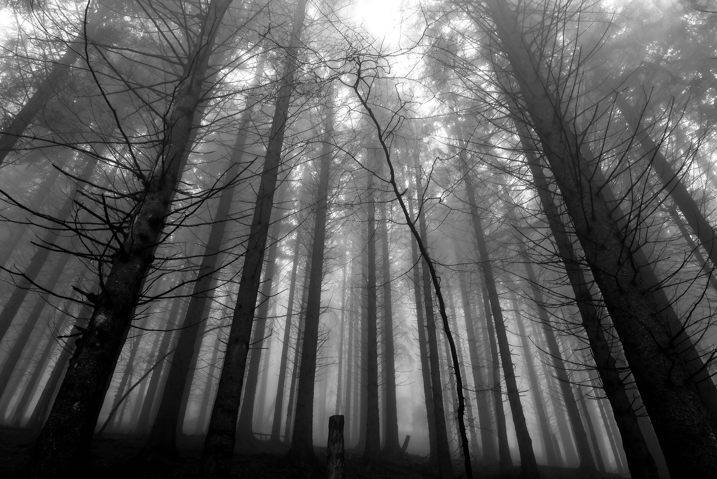 ogni bosco ha la sua luce