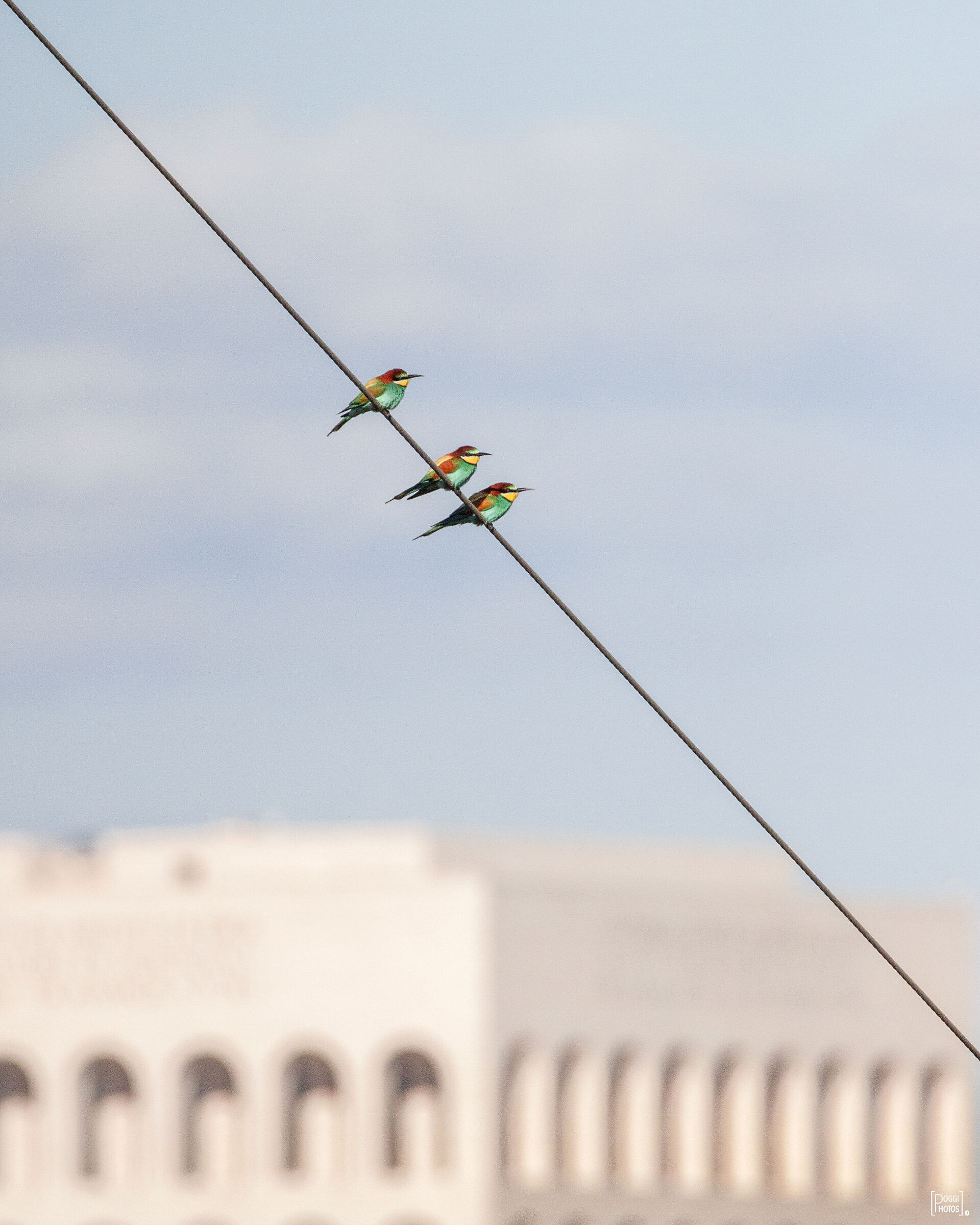 Gruccioni urbani a Roma