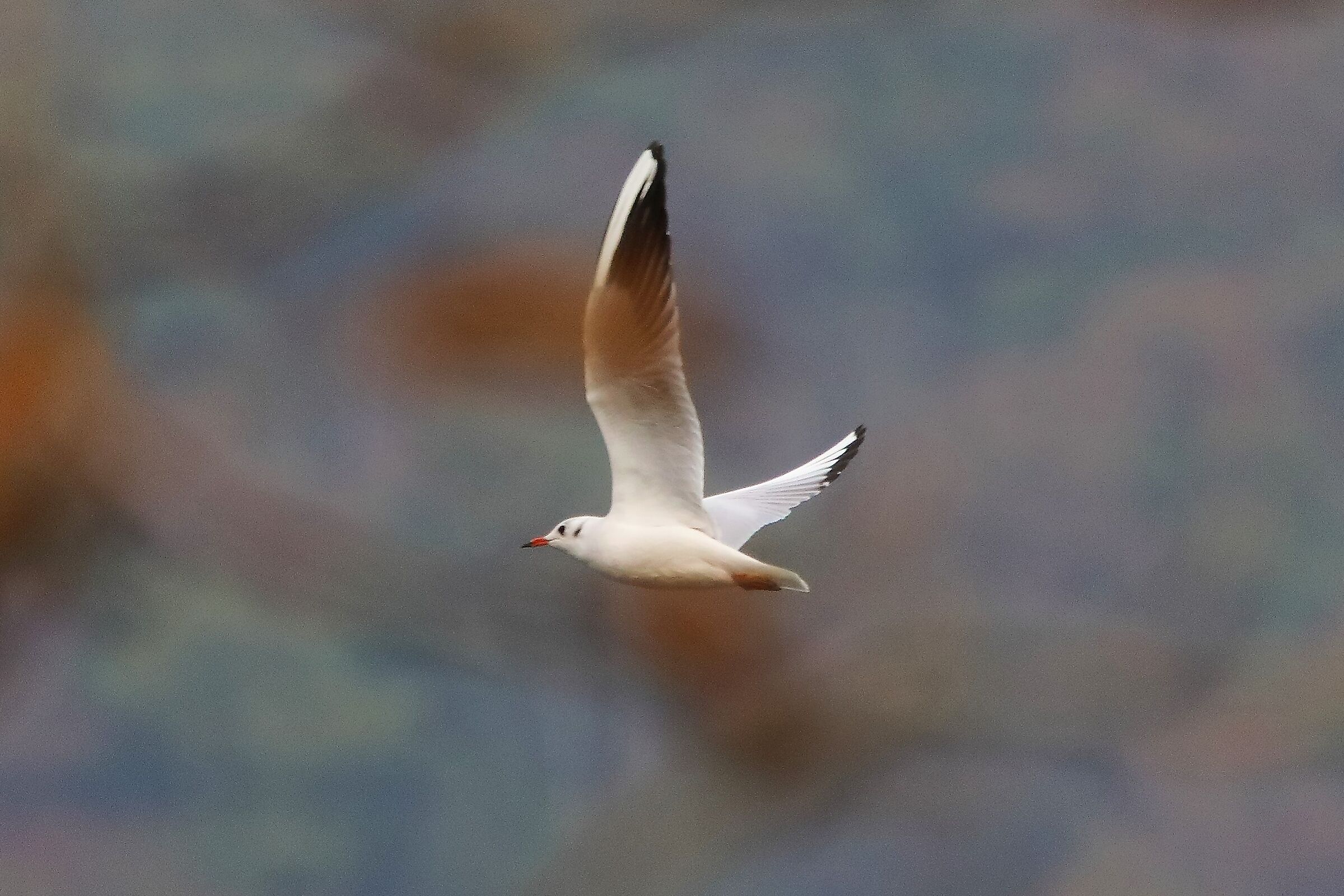 gabbiano terrestre 20-10-2022