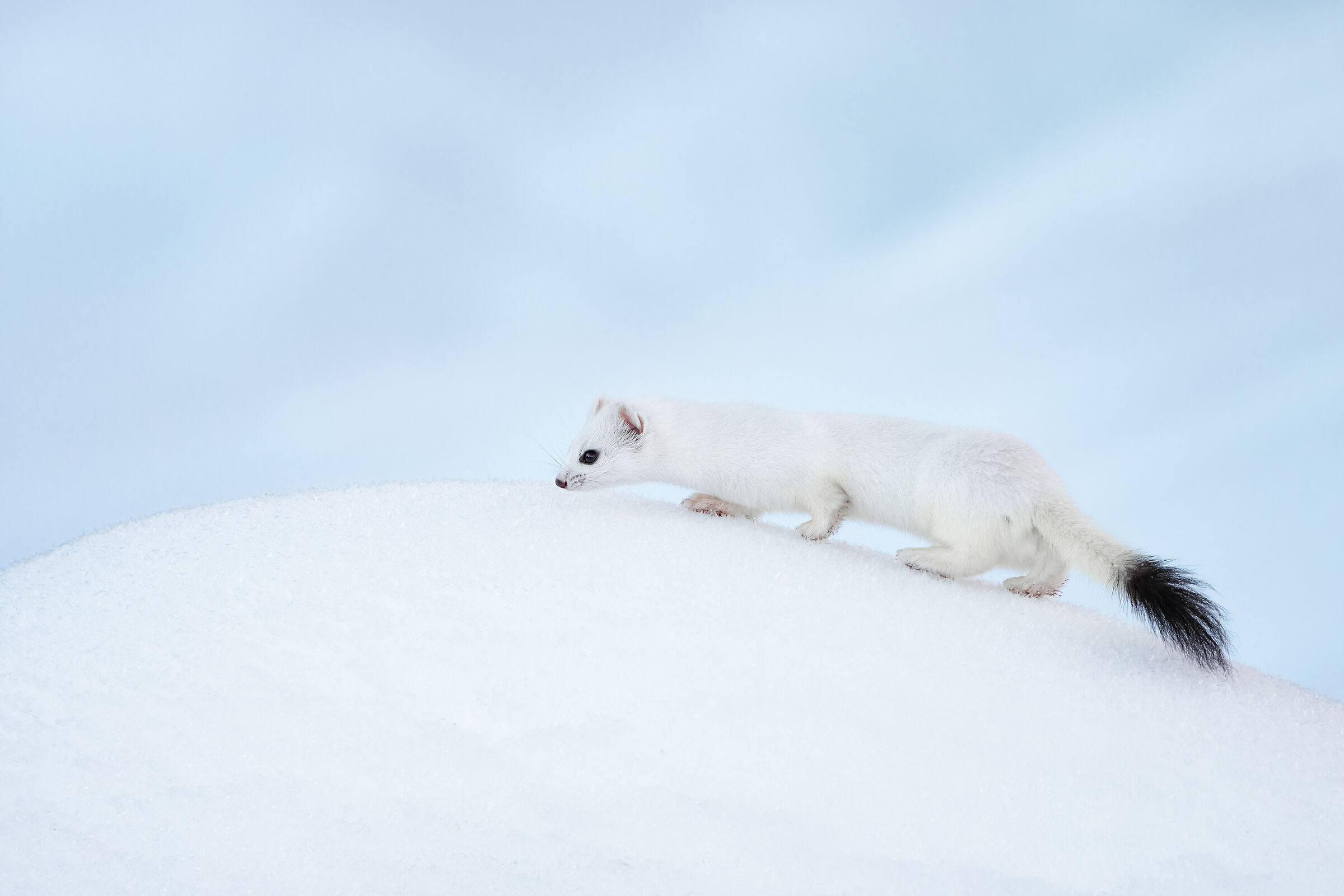 Different shades of white