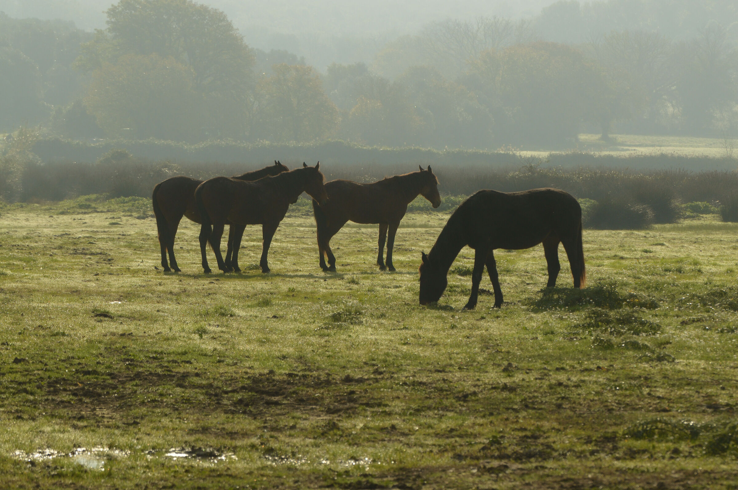 Alberese Mare - Uccellina Park