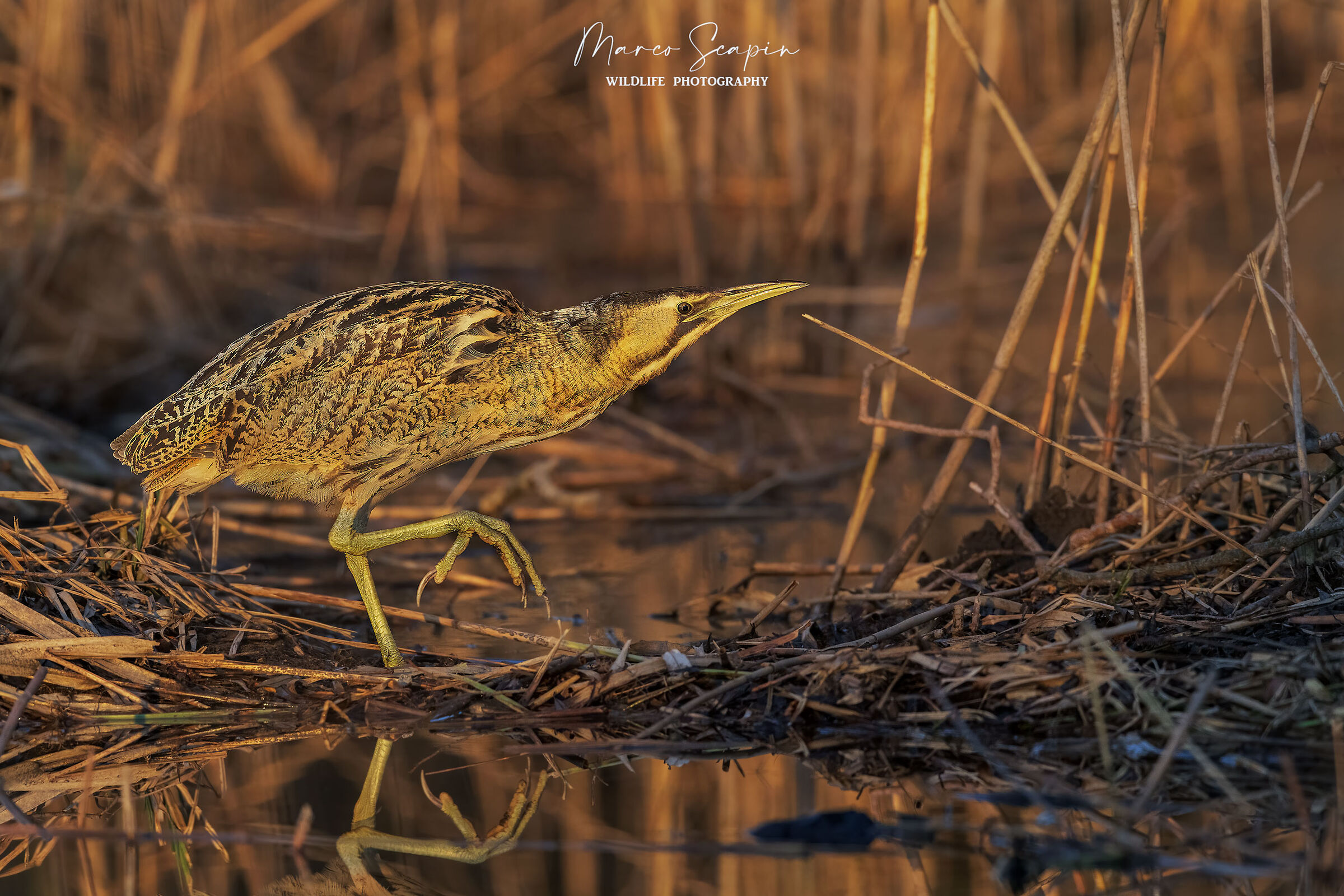 Bittern